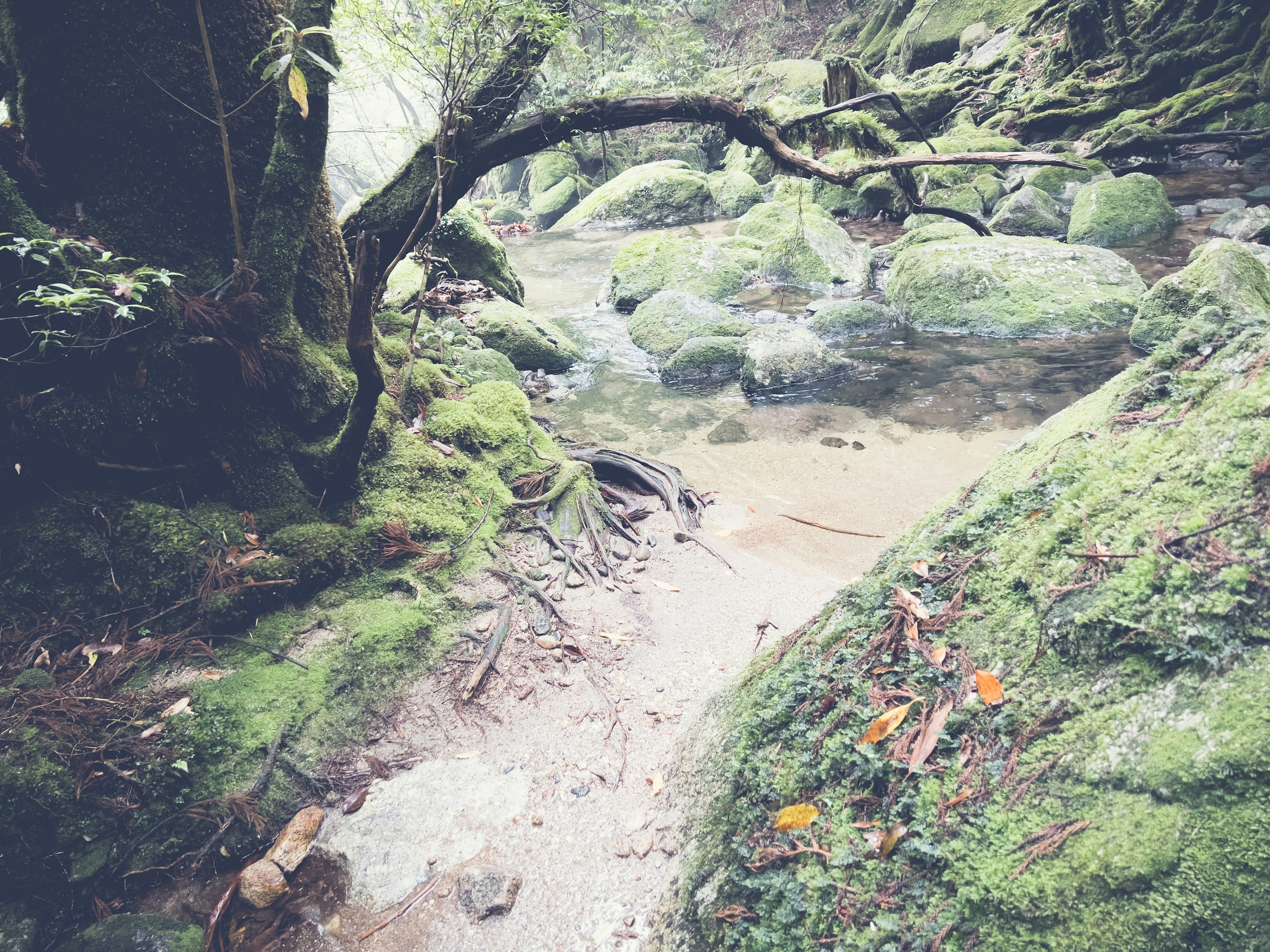 Sentiero forestale lussureggiante con rocce coperte di muschio e un ruscello