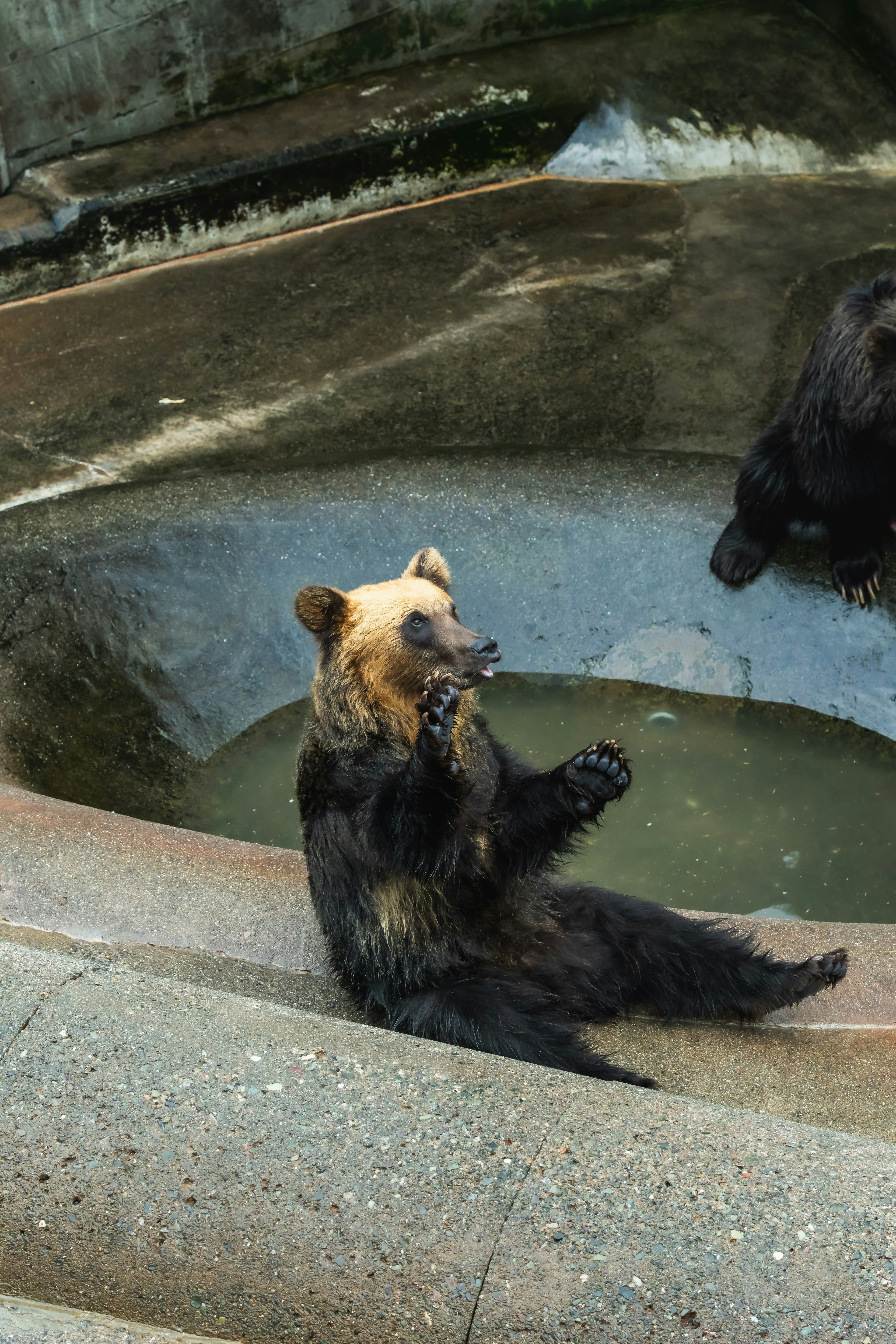 A bear sitting by the water with another bear in the background