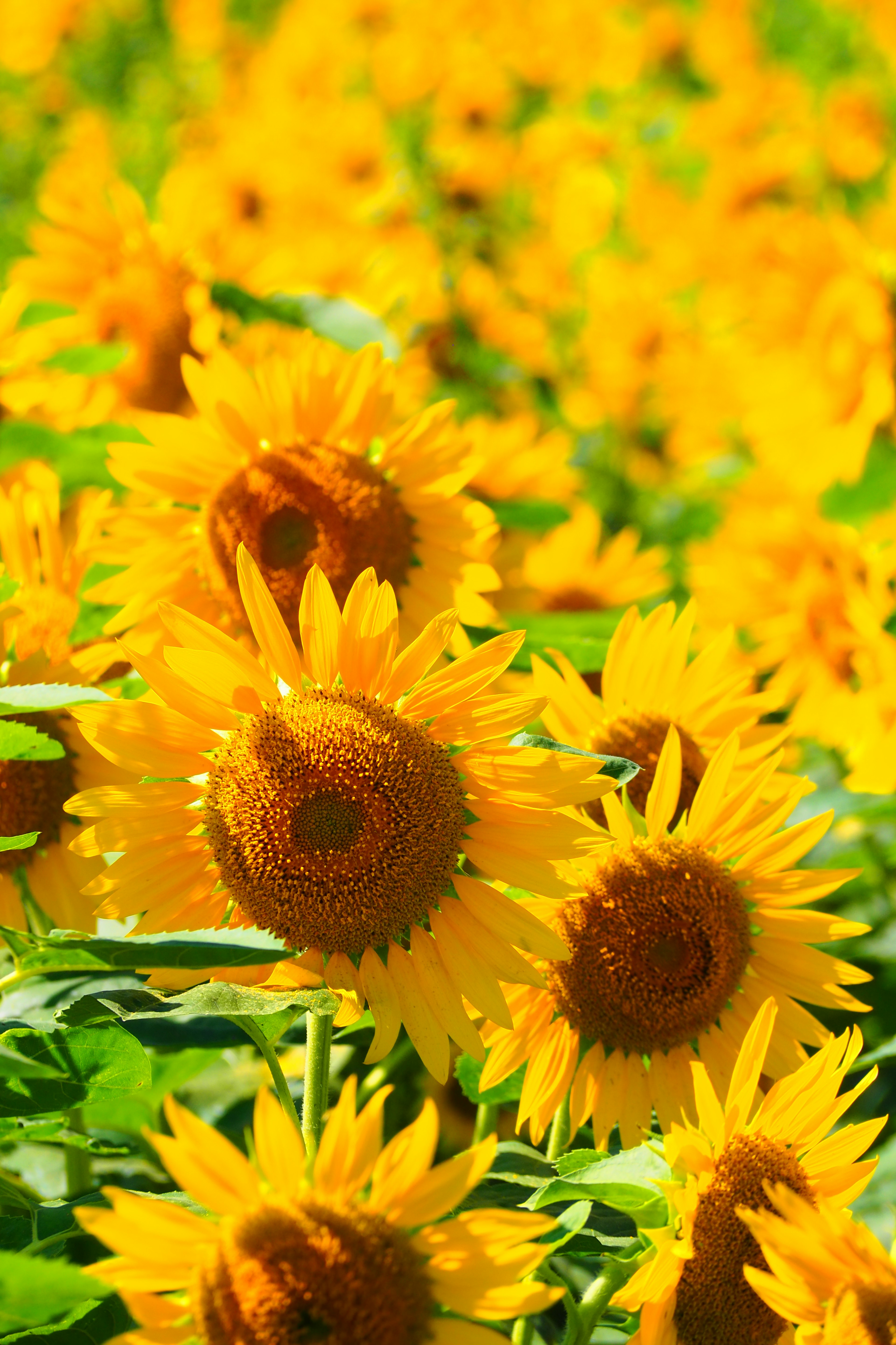 Ein Feld mit leuchtend gelben Sonnenblumen in voller Blüte