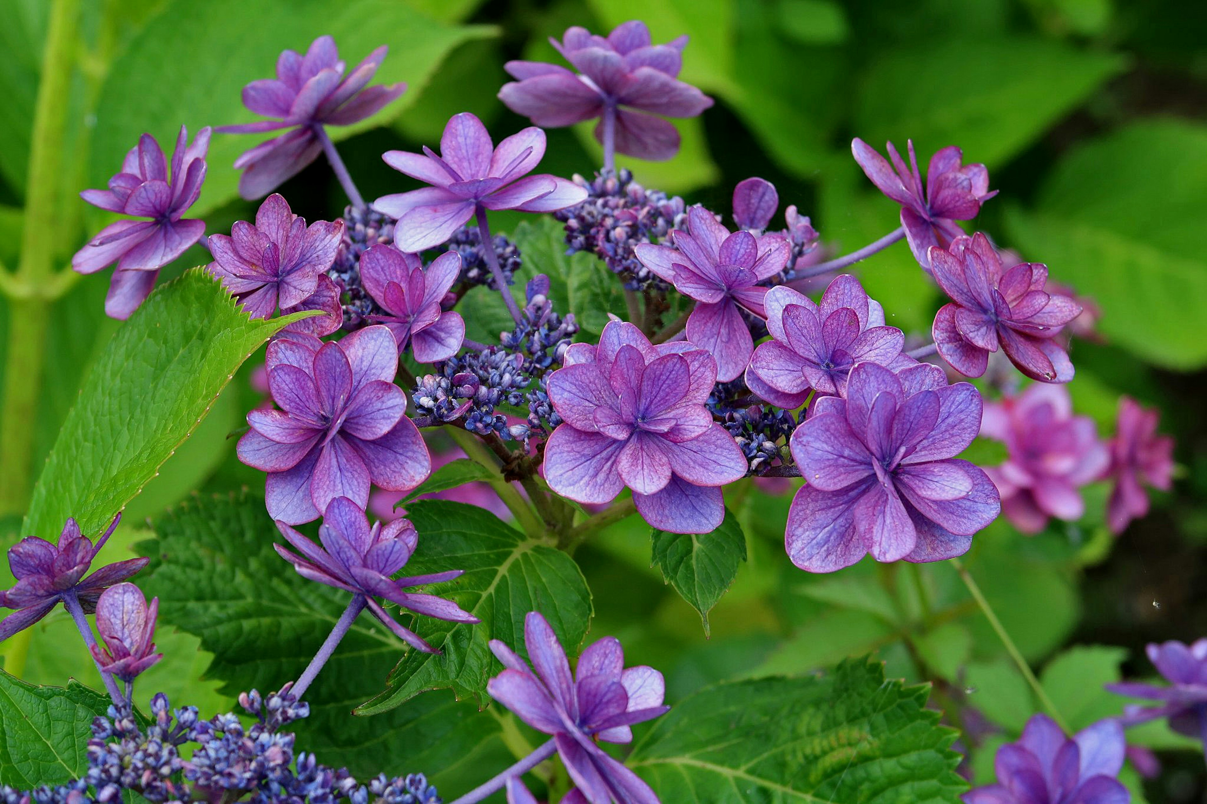 Close-up of hydrangea flowers in shades of purple with green leaves