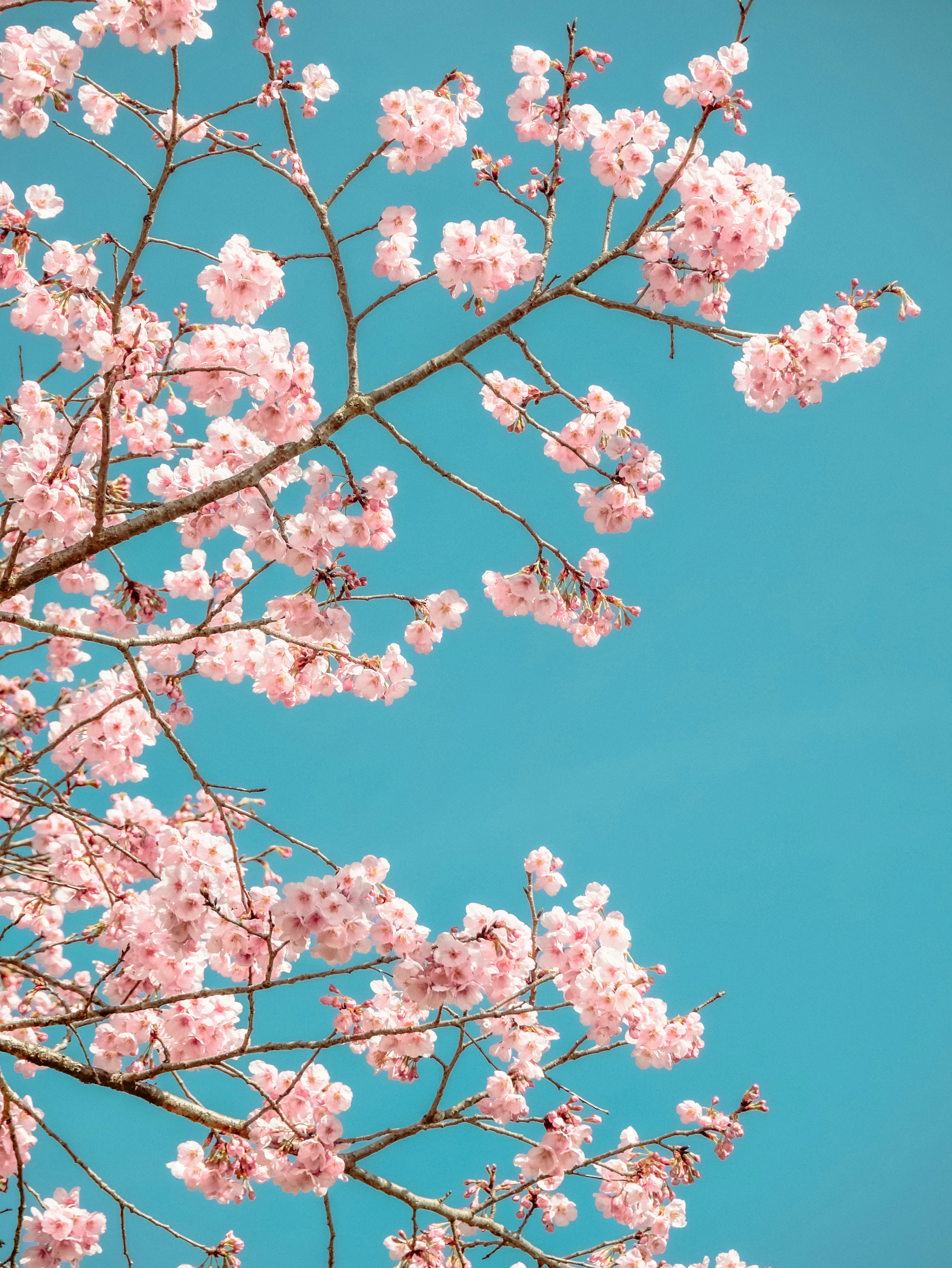 Cherry blossom branches with pink flowers against a blue sky