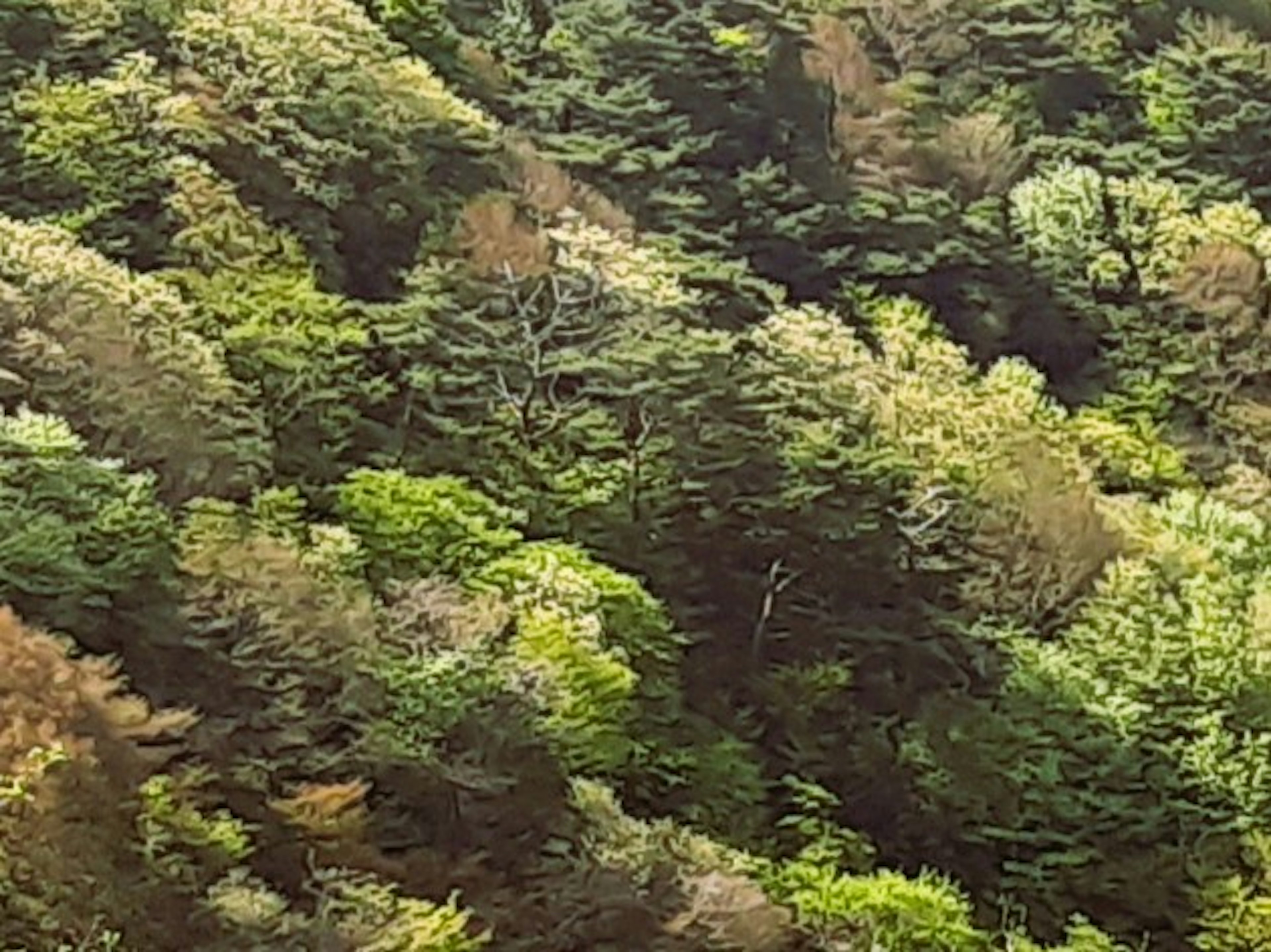 Paesaggio forestale verde e marrone con vari alberi