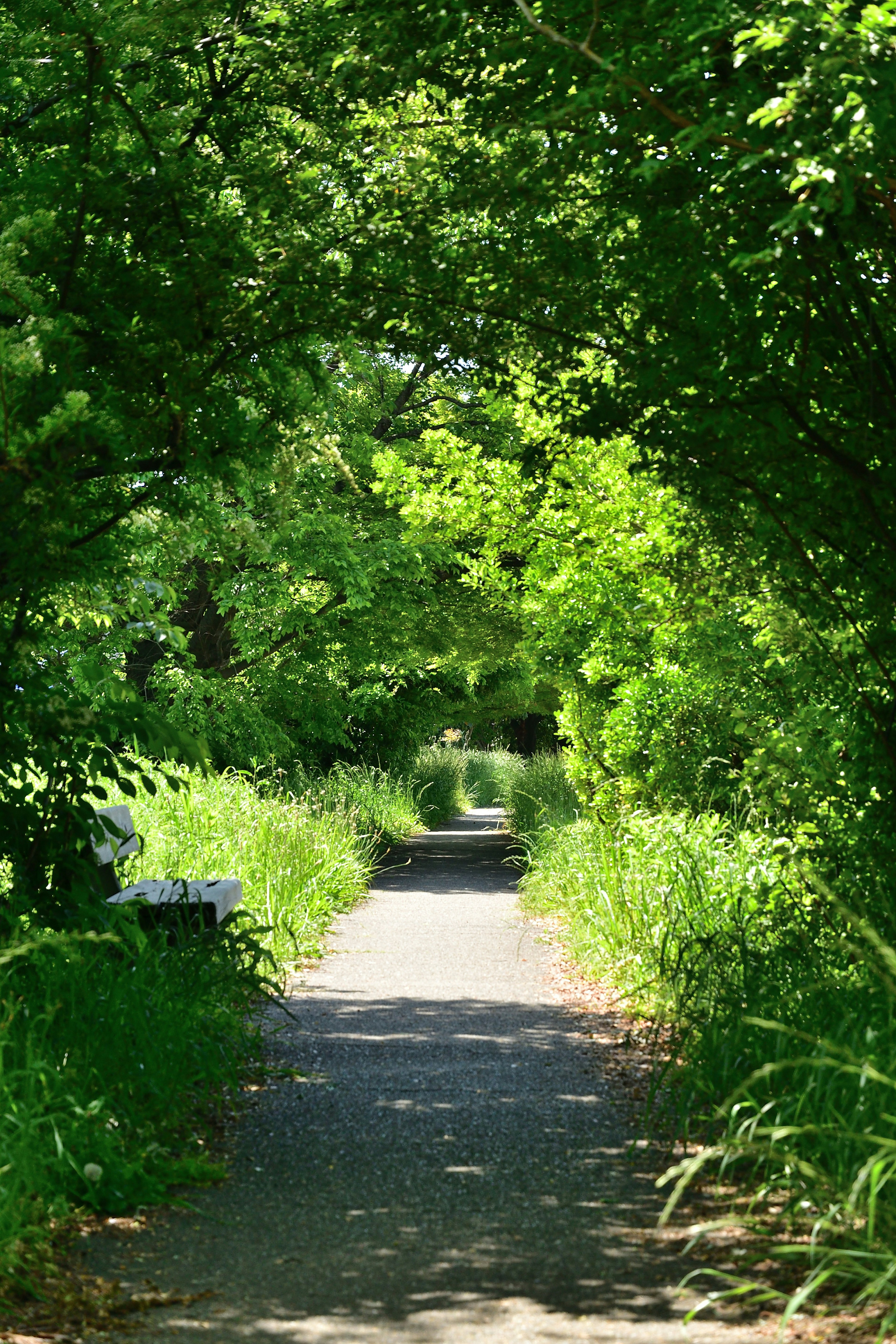 A pathway surrounded by lush greenery and trees