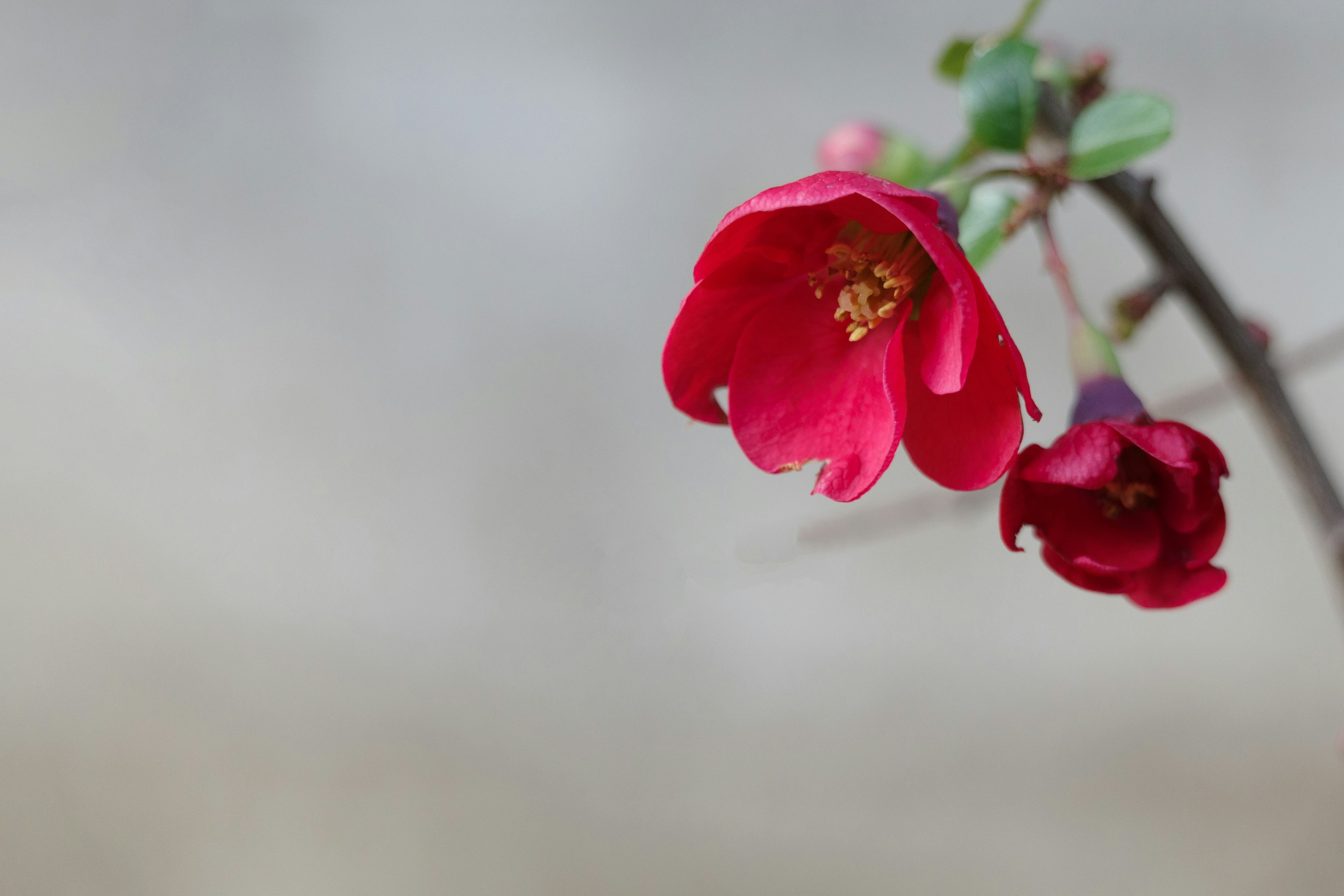 Nahaufnahme von roten Blumen, die an einem Zweig blühen