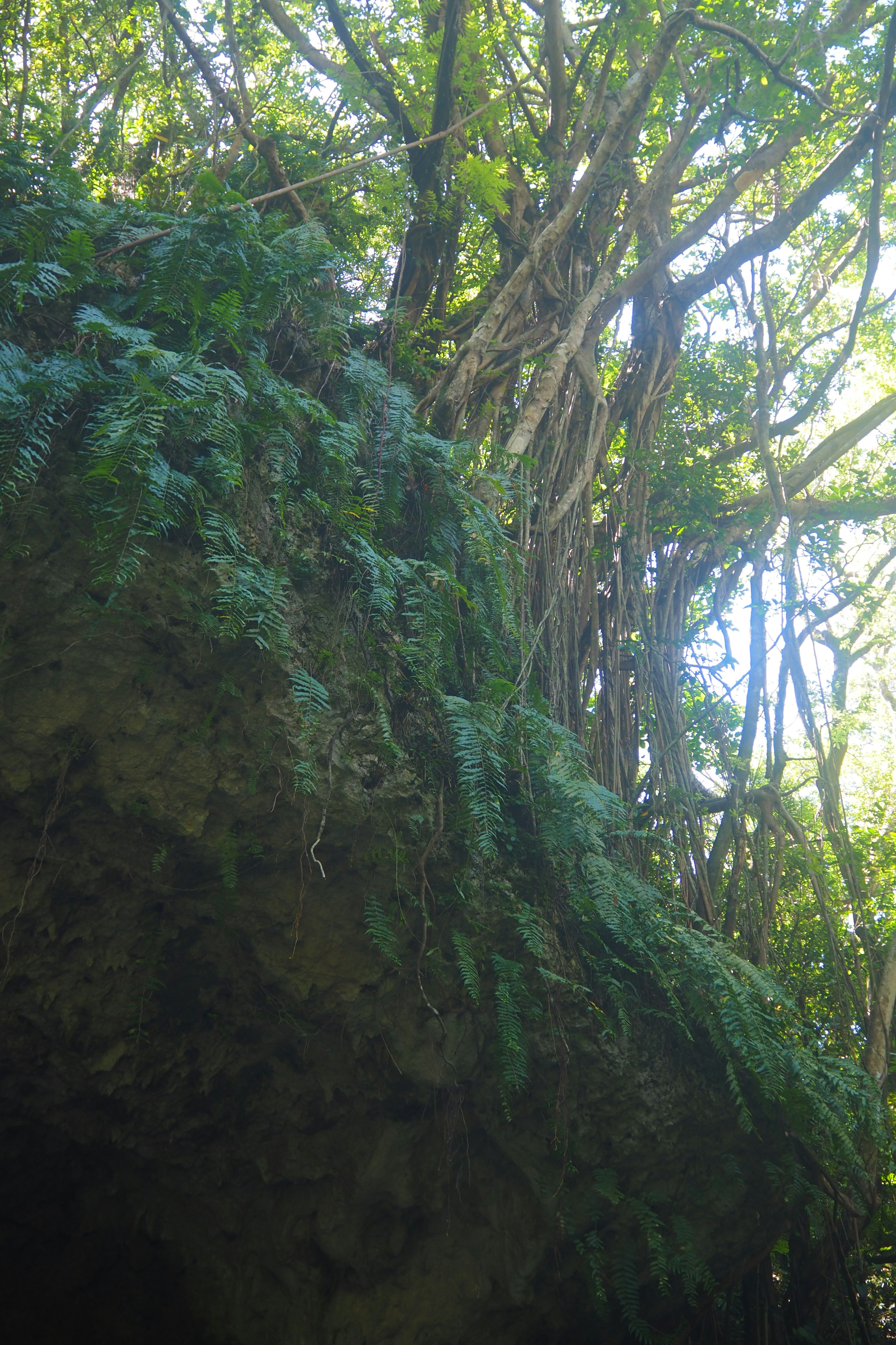 Parte superiore di alberi lussureggianti con felci che crescono su una roccia