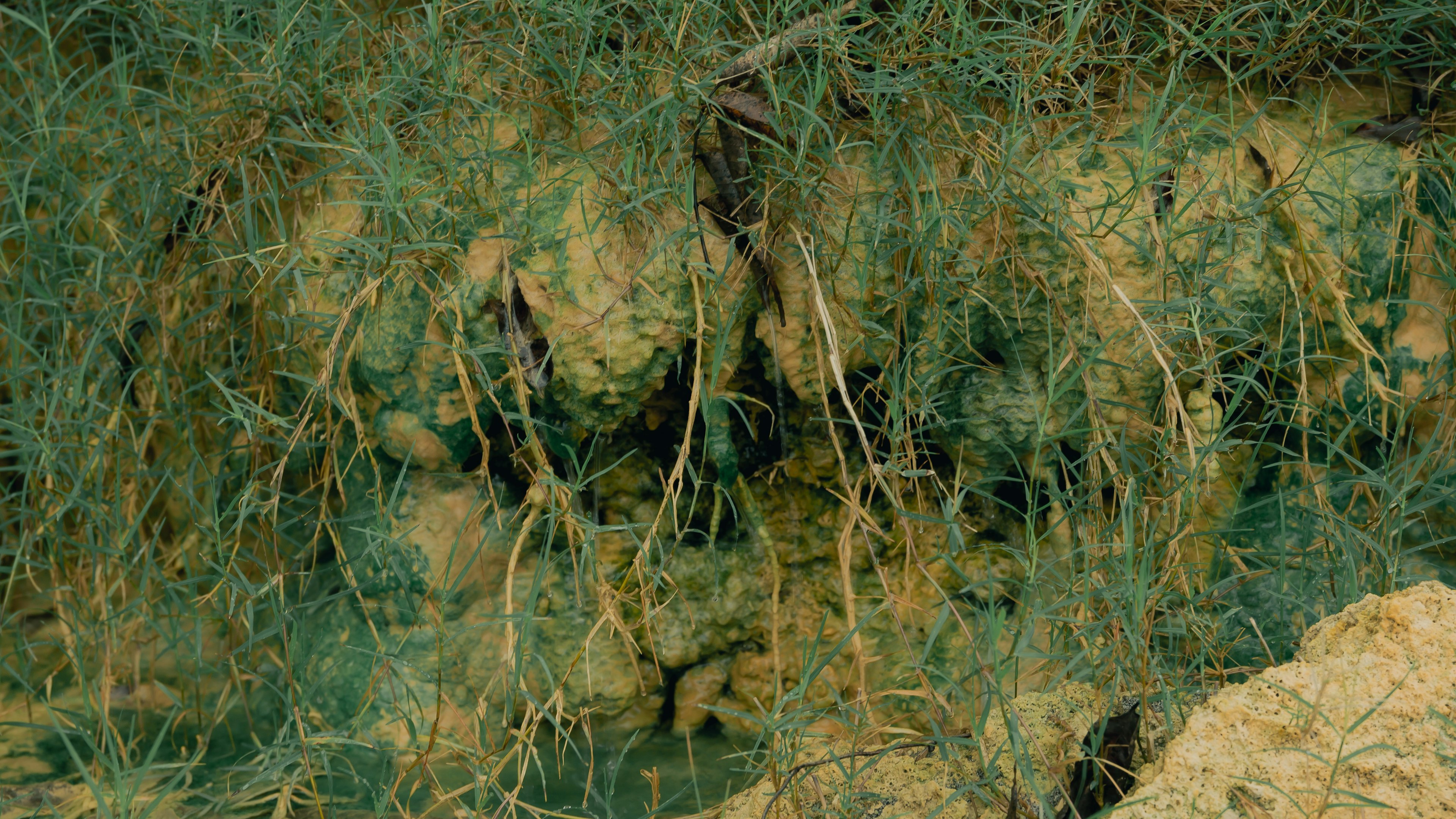 Close-up of ground covered with sandstone and vegetation