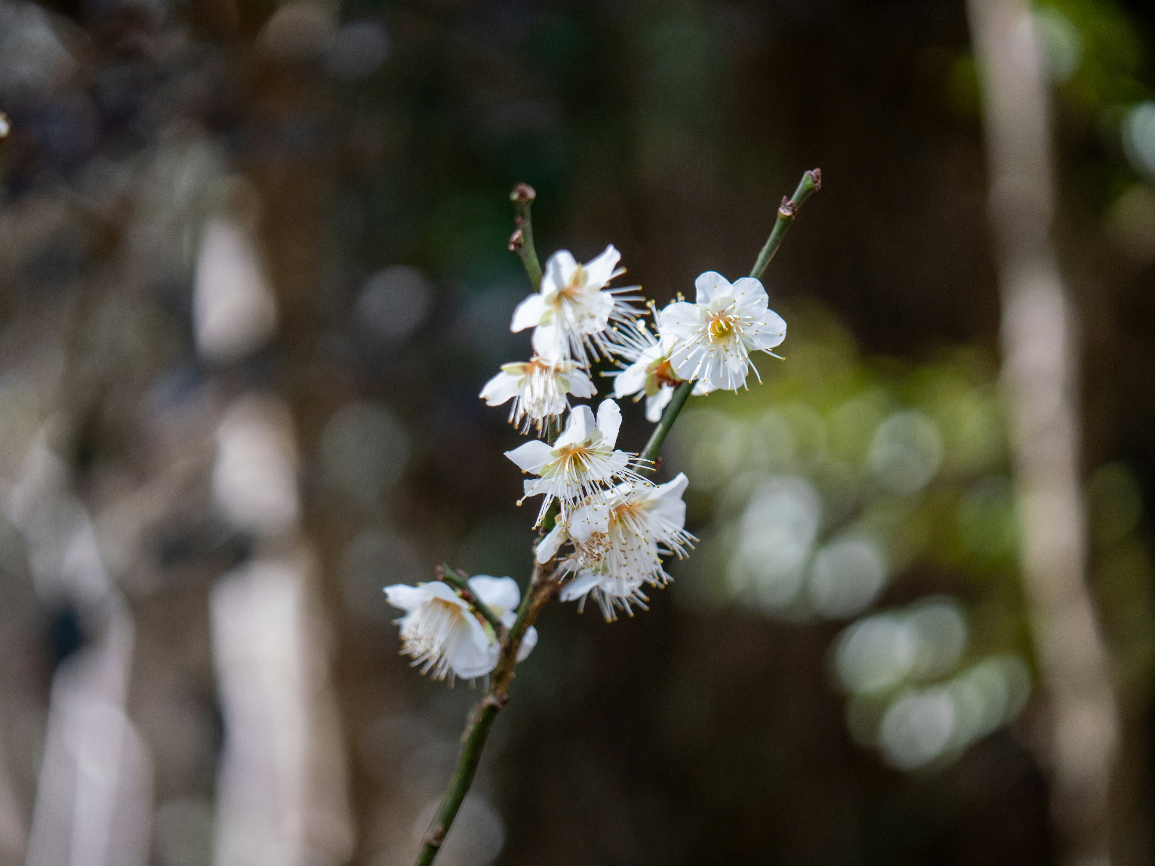 Nahaufnahme eines Zweigs mit blühenden weißen Blumen vor unscharfem Hintergrund