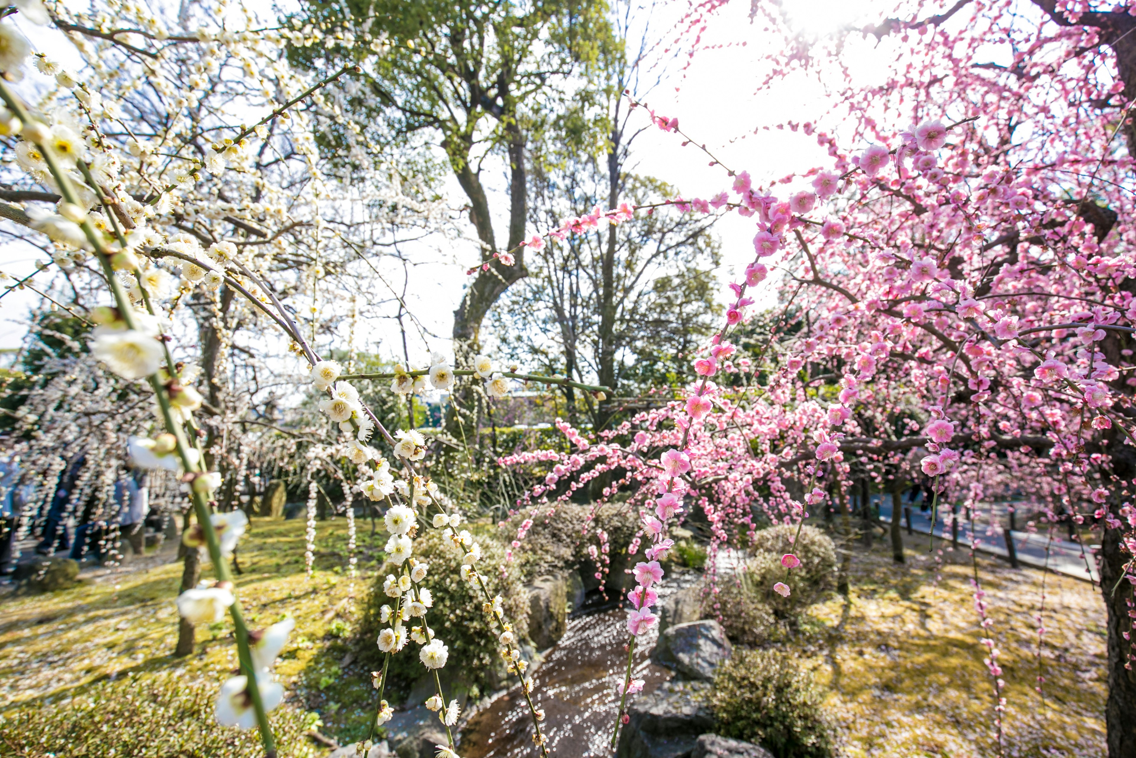 Malersiche Aussicht auf Kirsch- und Pflaumenblüten in einem Park