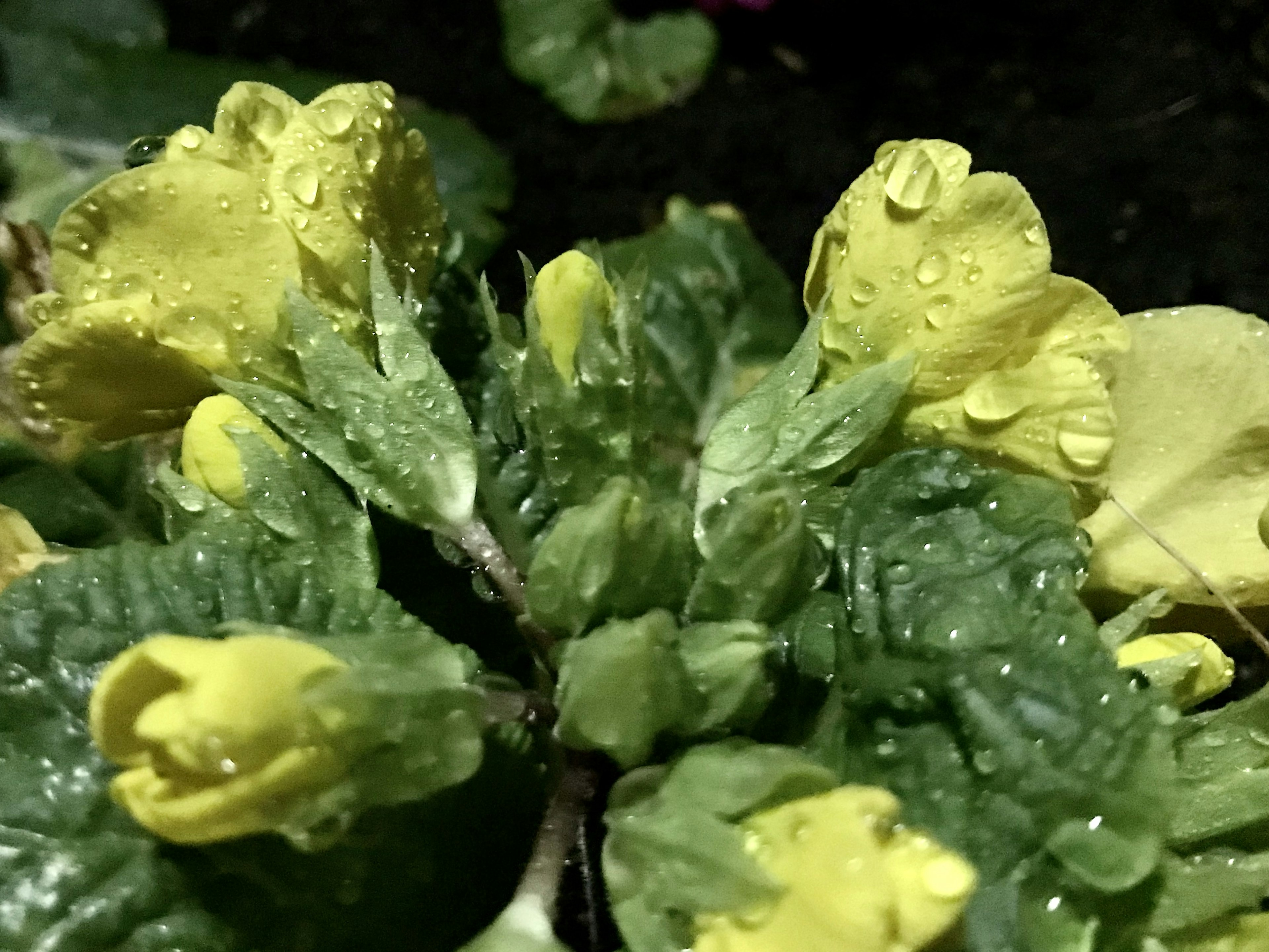 Primer plano de flores amarillas con gotas de agua sobre hojas verdes