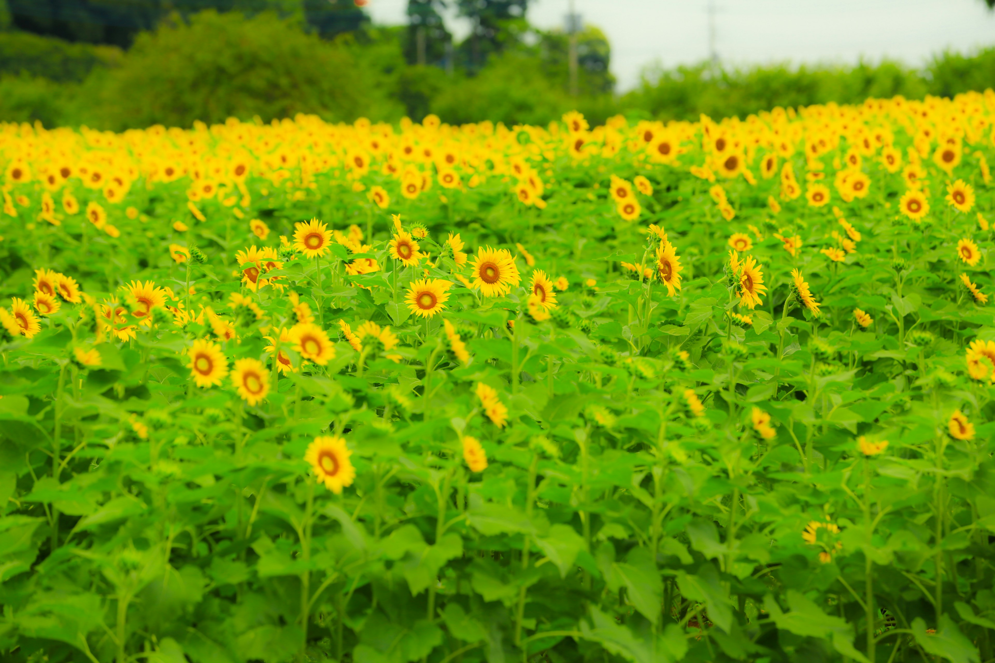 Campo de girasoles vibrante rodeado de hojas verdes exuberantes