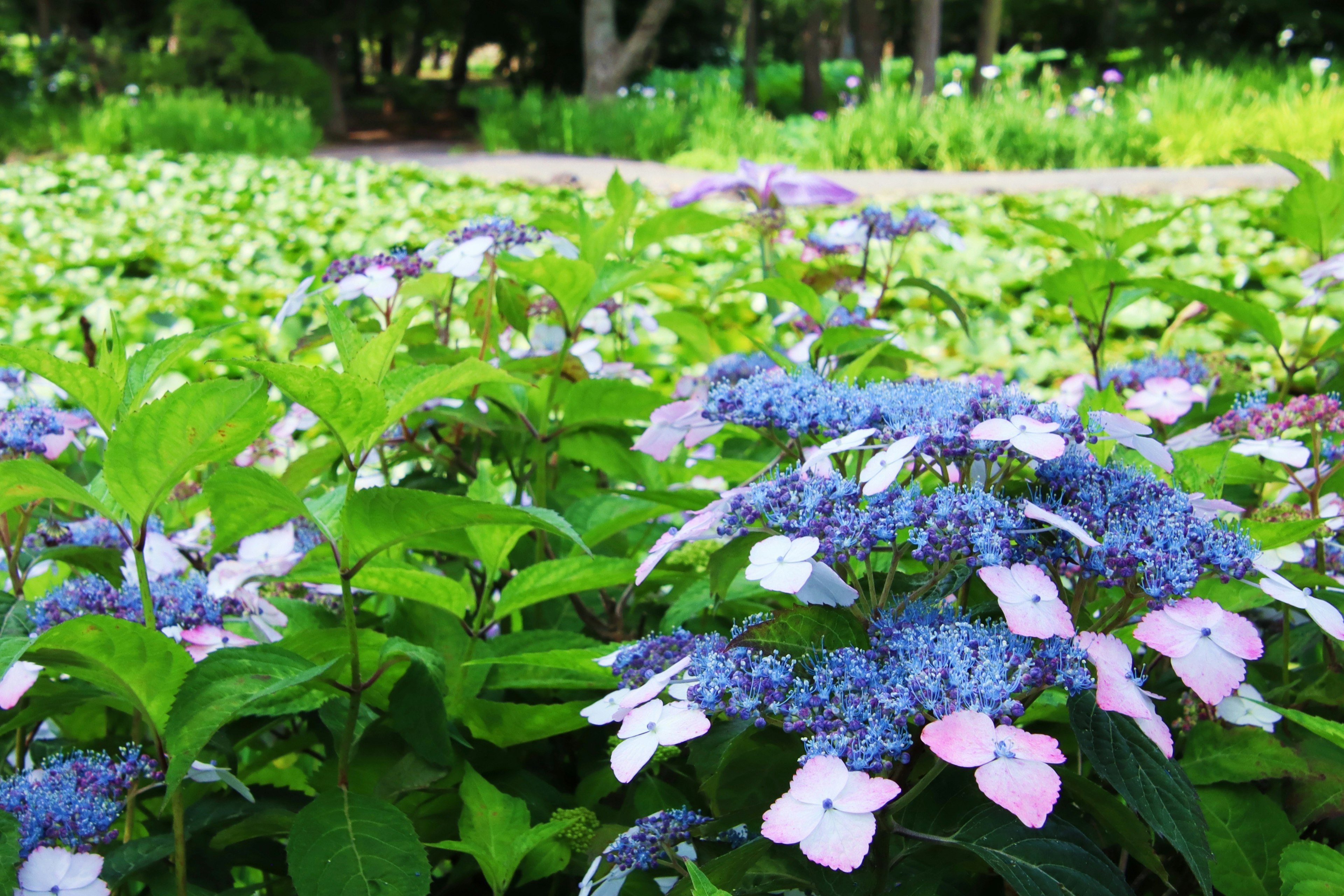 Gartenszene mit blau-violetten und rosa Blumen umgeben von grünen Blättern