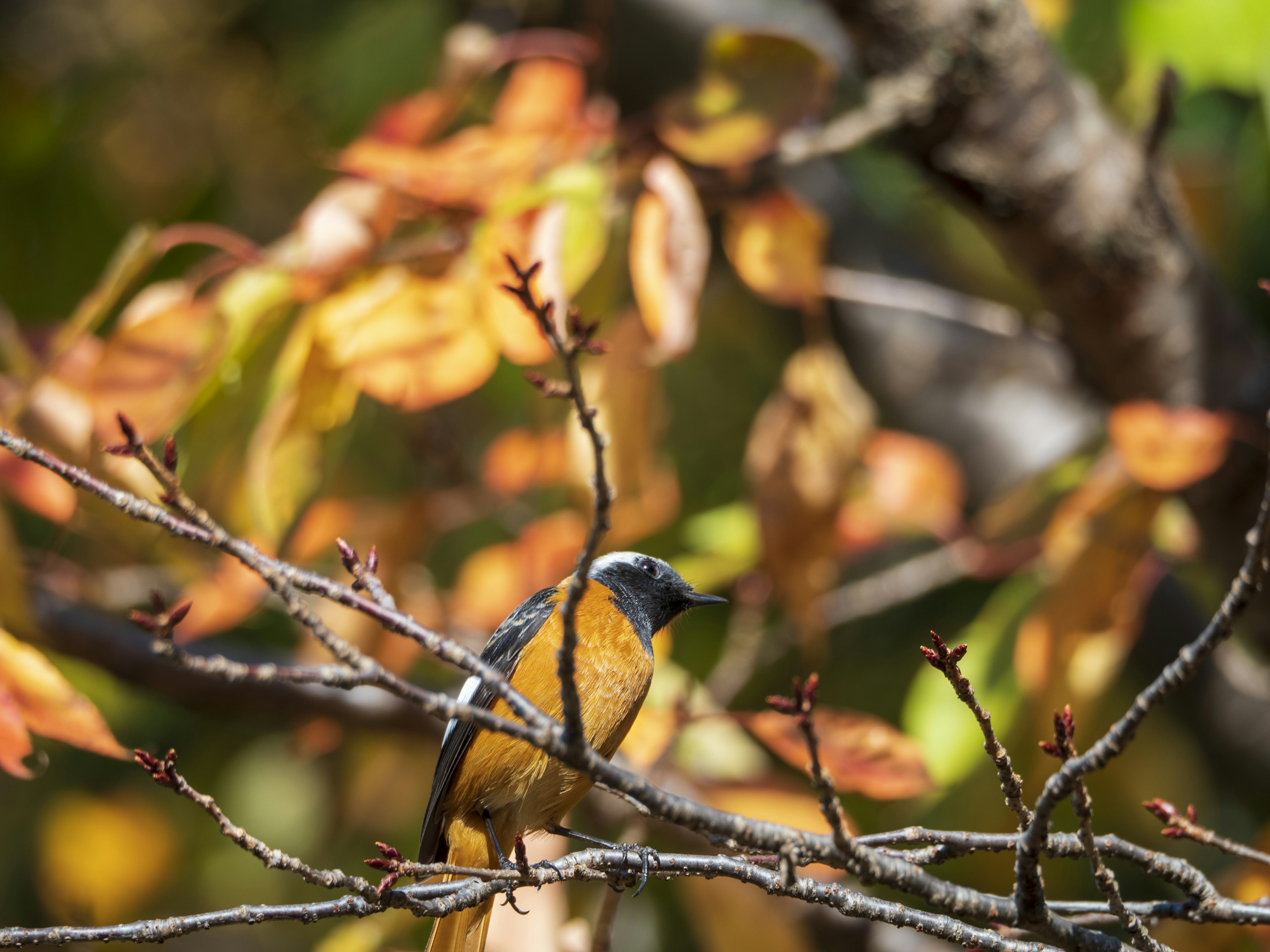 Oranger Vogel auf einem Ast zwischen Herbstblättern