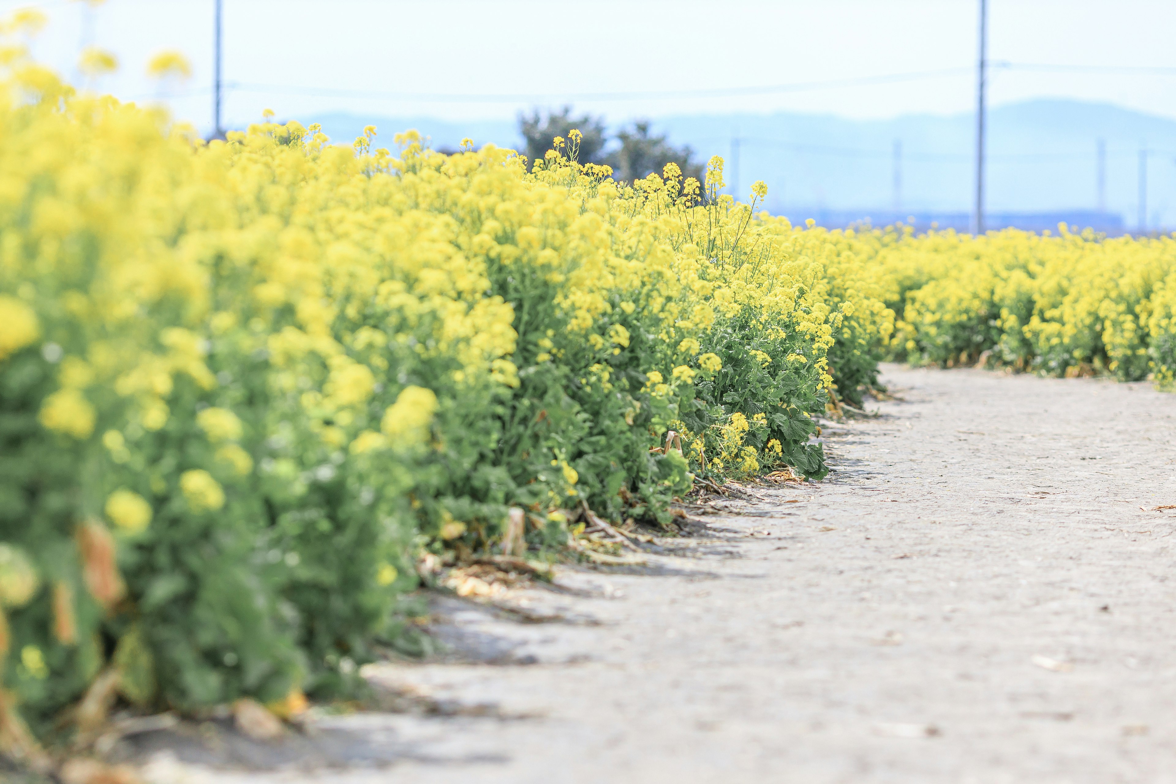 Field of yellow flowers alongside a gravel path