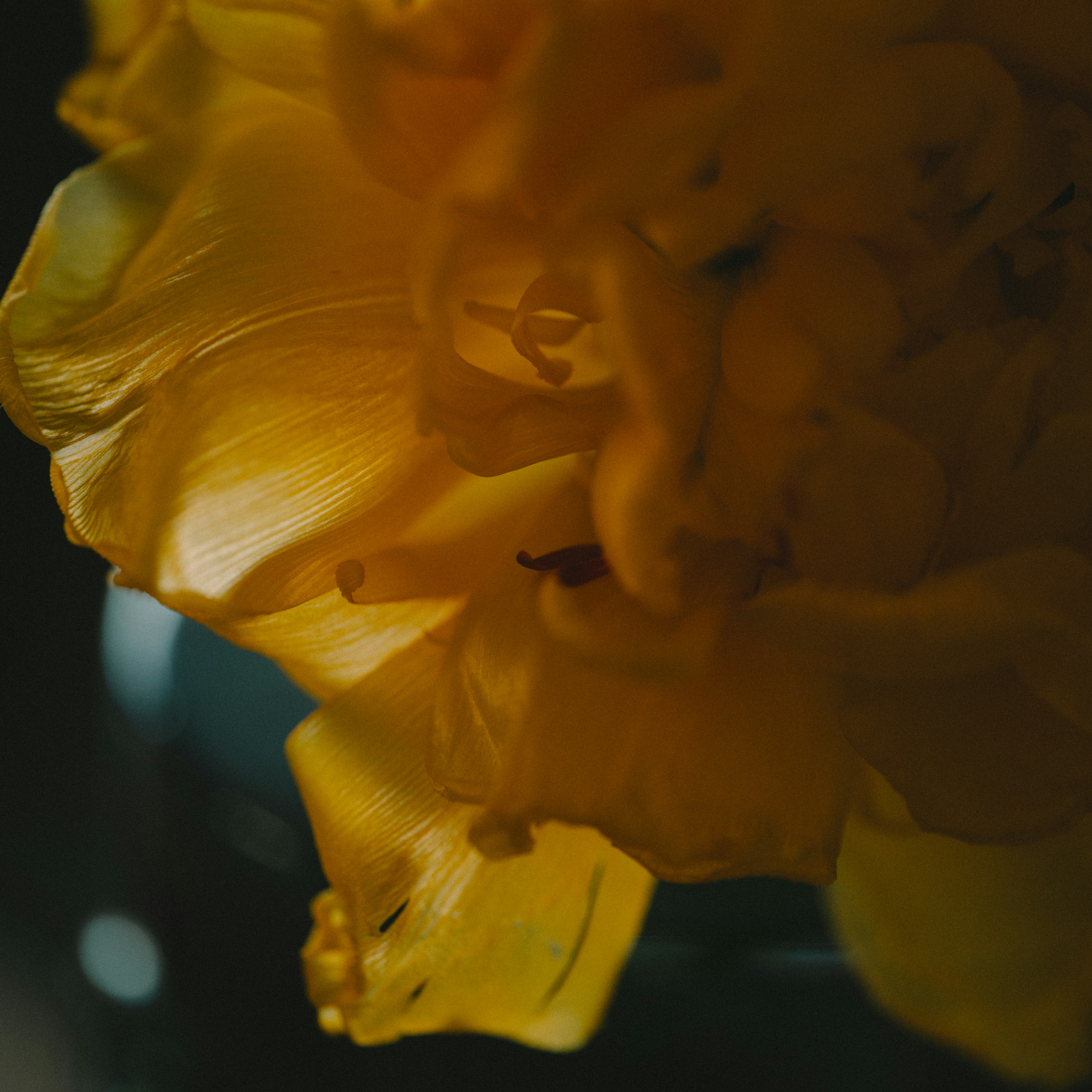 Close-up of soft overlapping yellow flower petals