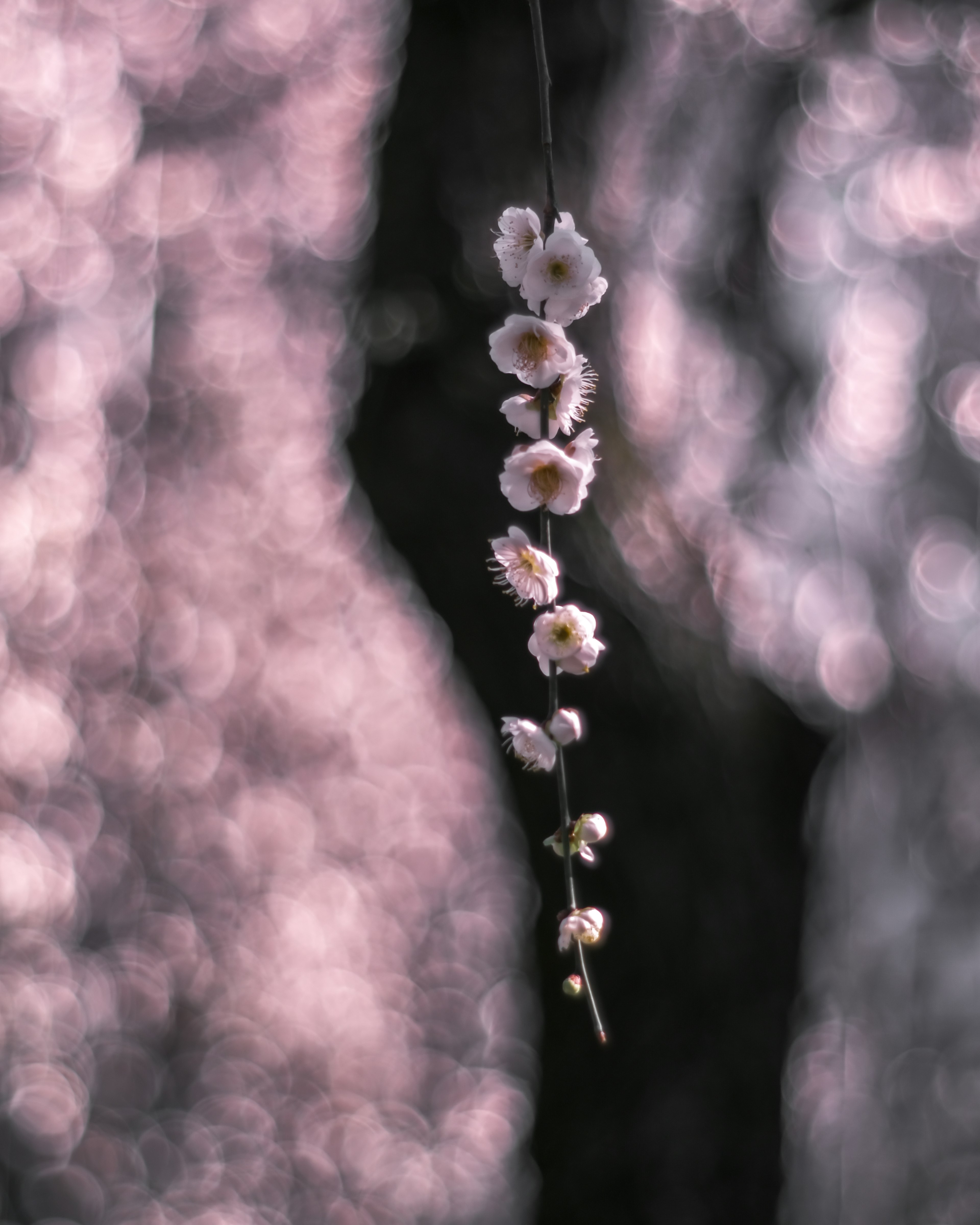 Delicate fiori bianchi appesi su uno sfondo rosa tenue