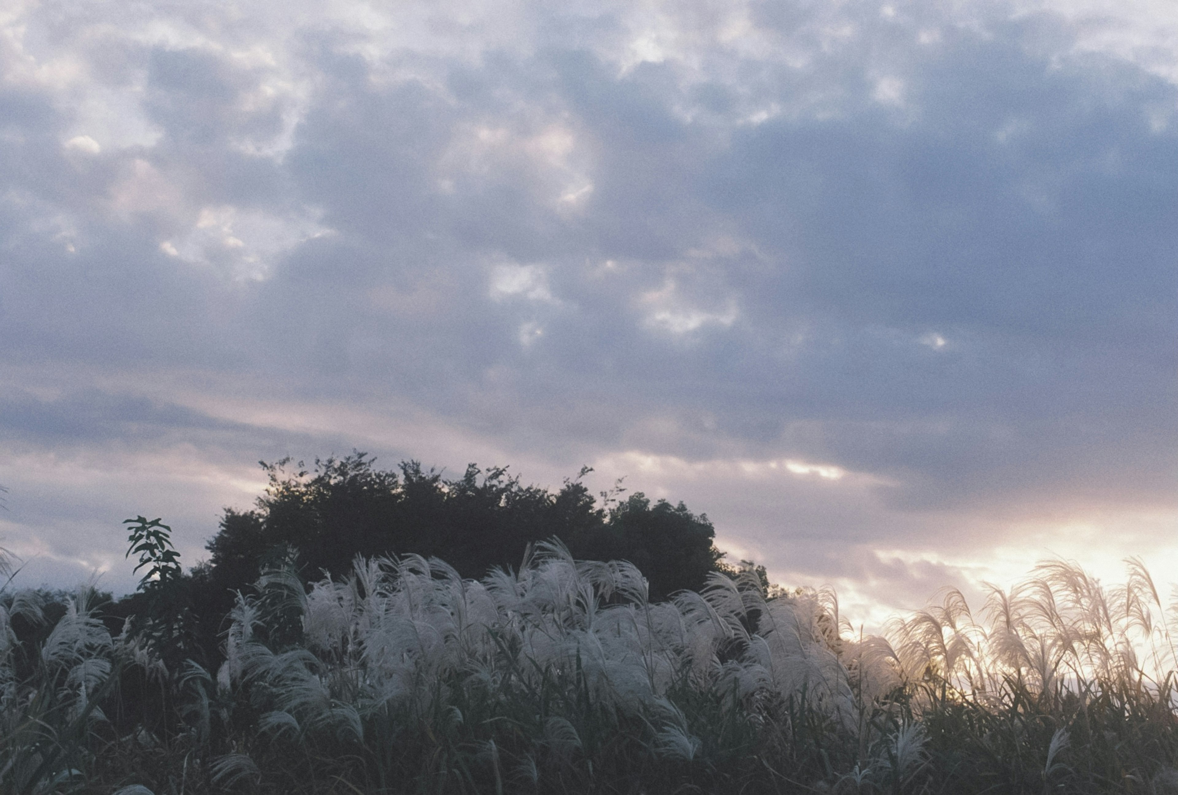 Pemandangan dengan siluet rumput di latar belakang langit redup