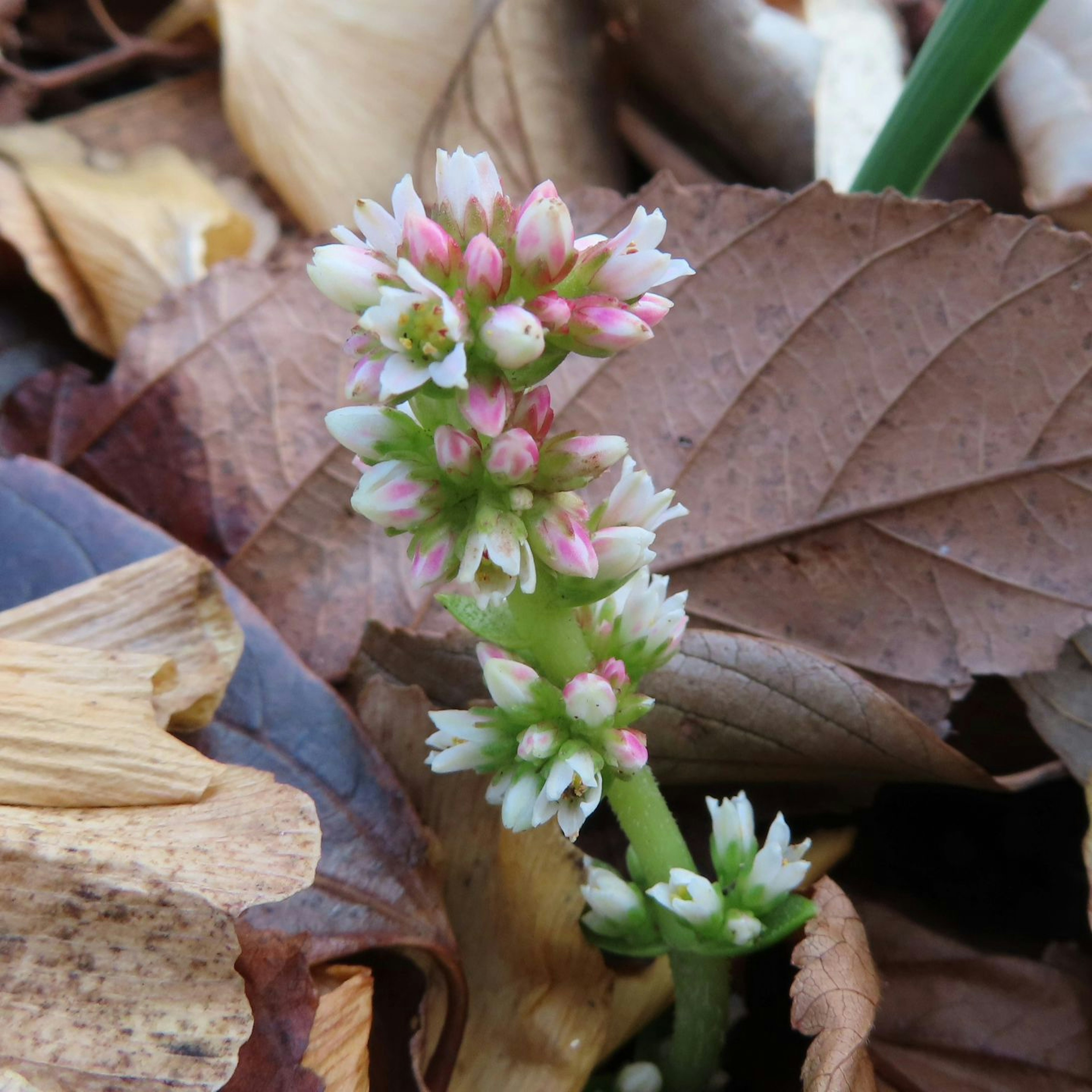 落ち葉の中に咲くピンクと白の花を持つ植物