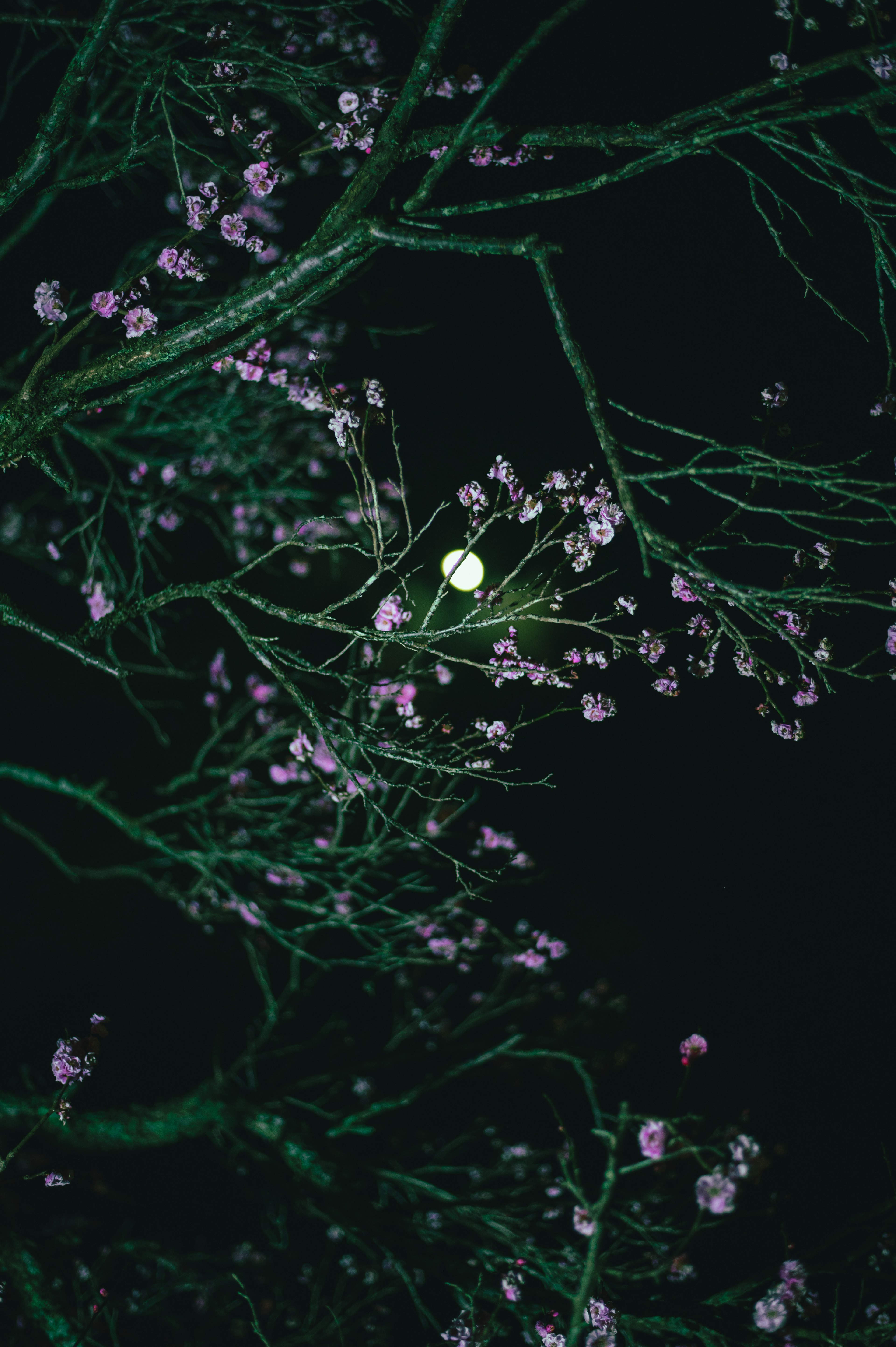 Äste mit lila Blumen und einem leuchtenden Mond im Nachthimmel