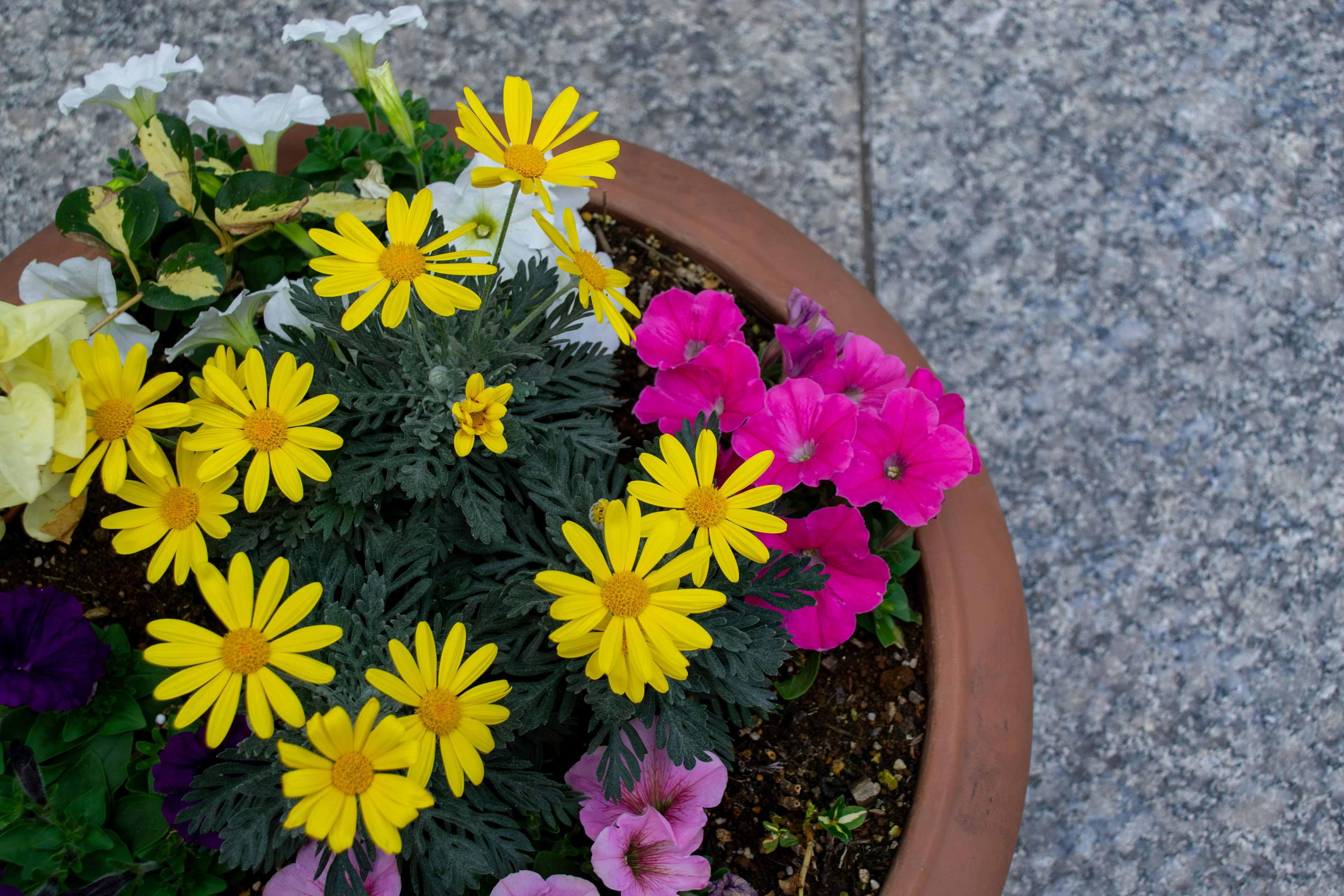 Topf mit lebhaften gelben und rosa Blumen und grünen Blättern