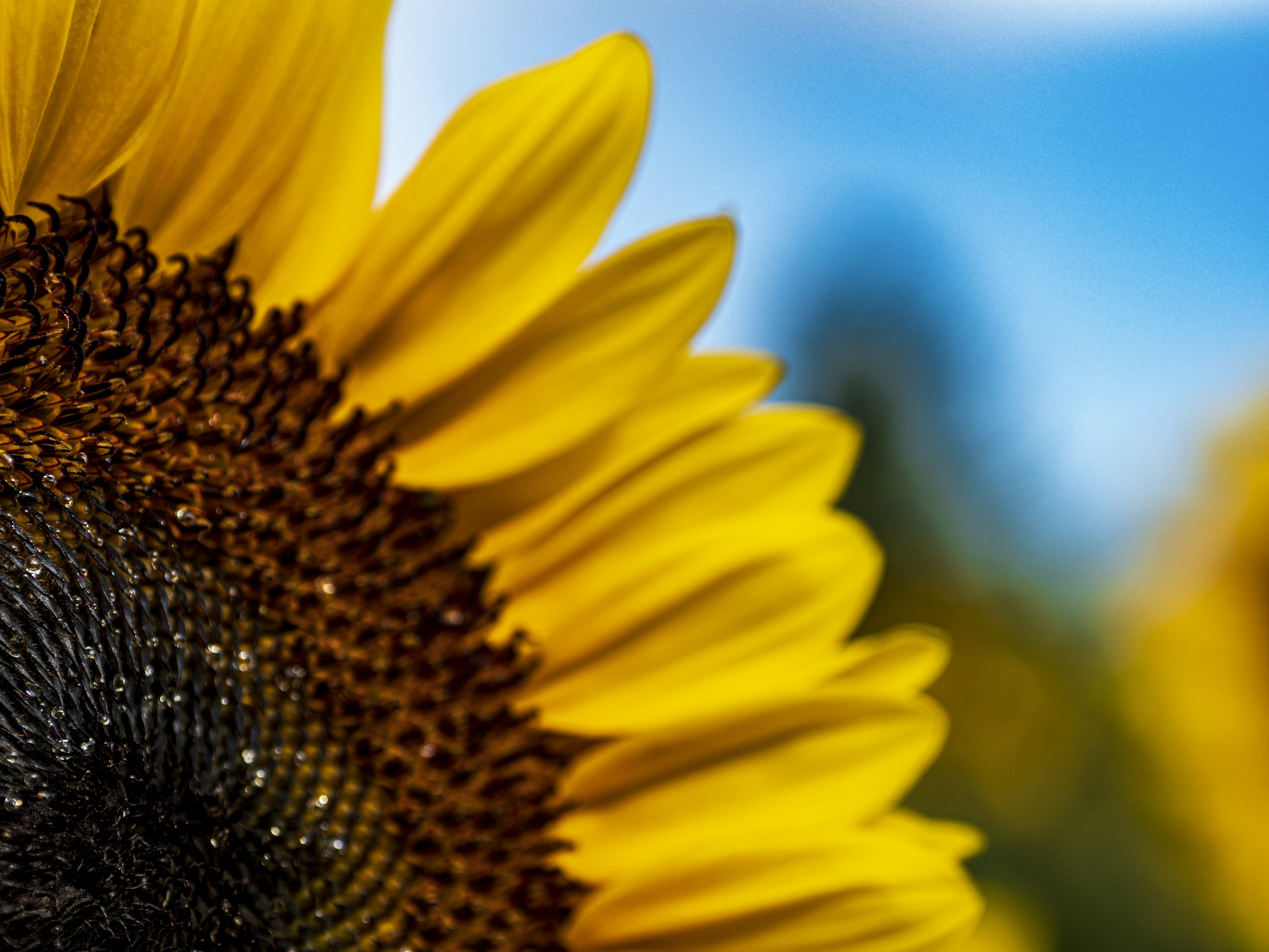 Primo piano di un petalo di girasole giallo brillante