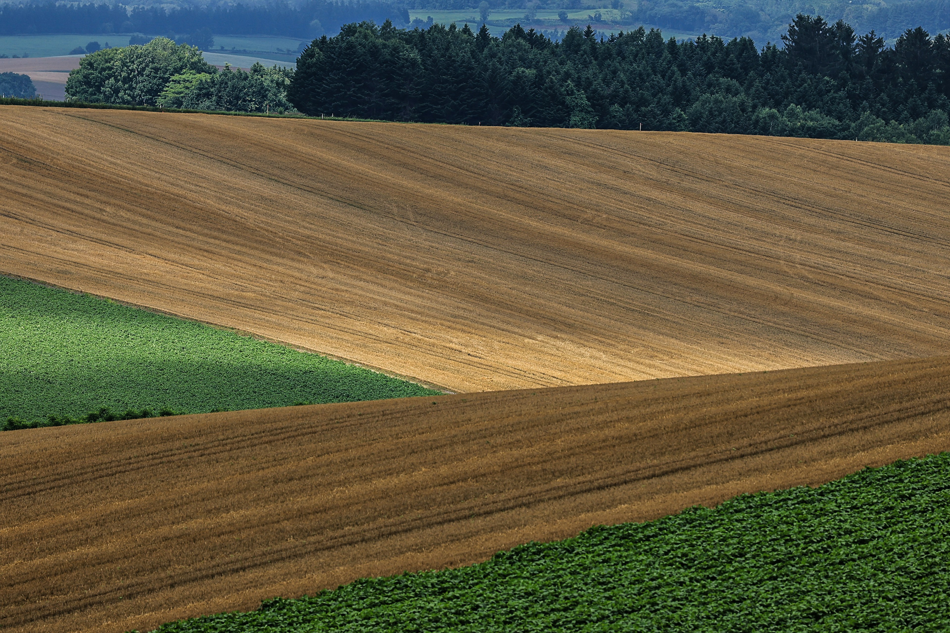 Hermoso paisaje agrícola con campos ondulados verdes y marrones y un bosque al fondo