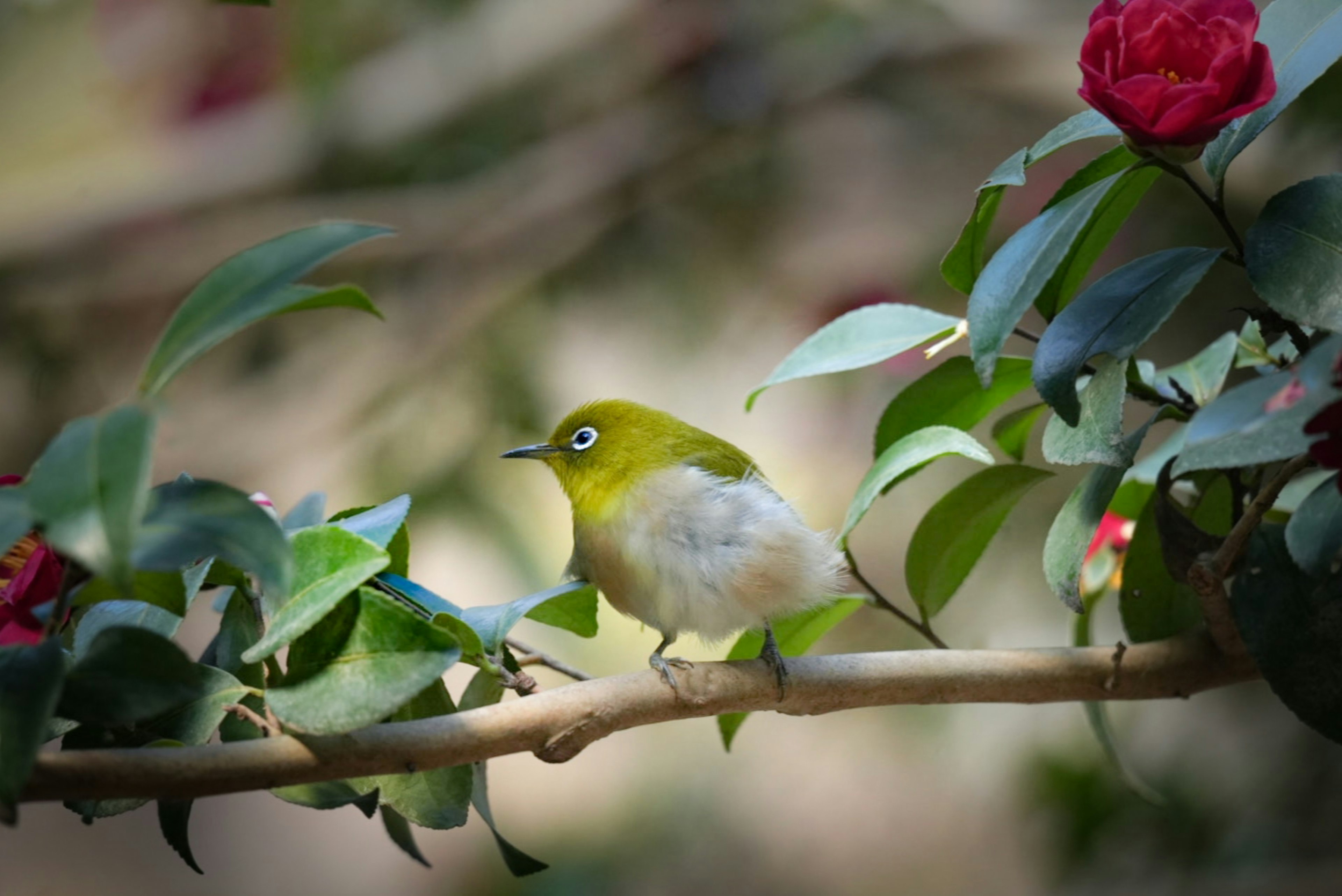 A small bird with green eyes perched on a flowering branch