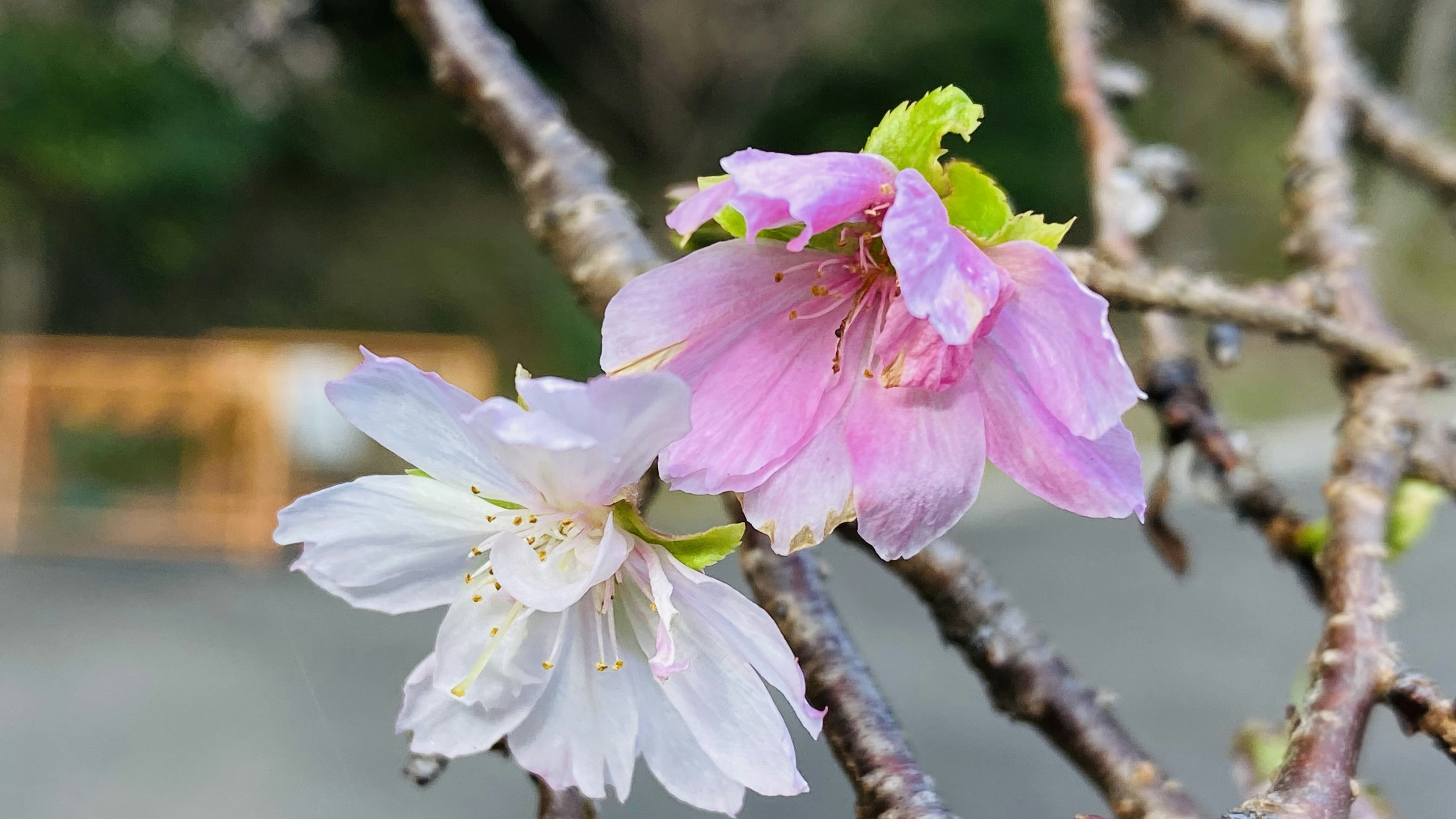 Fiori di ciliegio in fiore con petali rosa e bianchi su un ramo