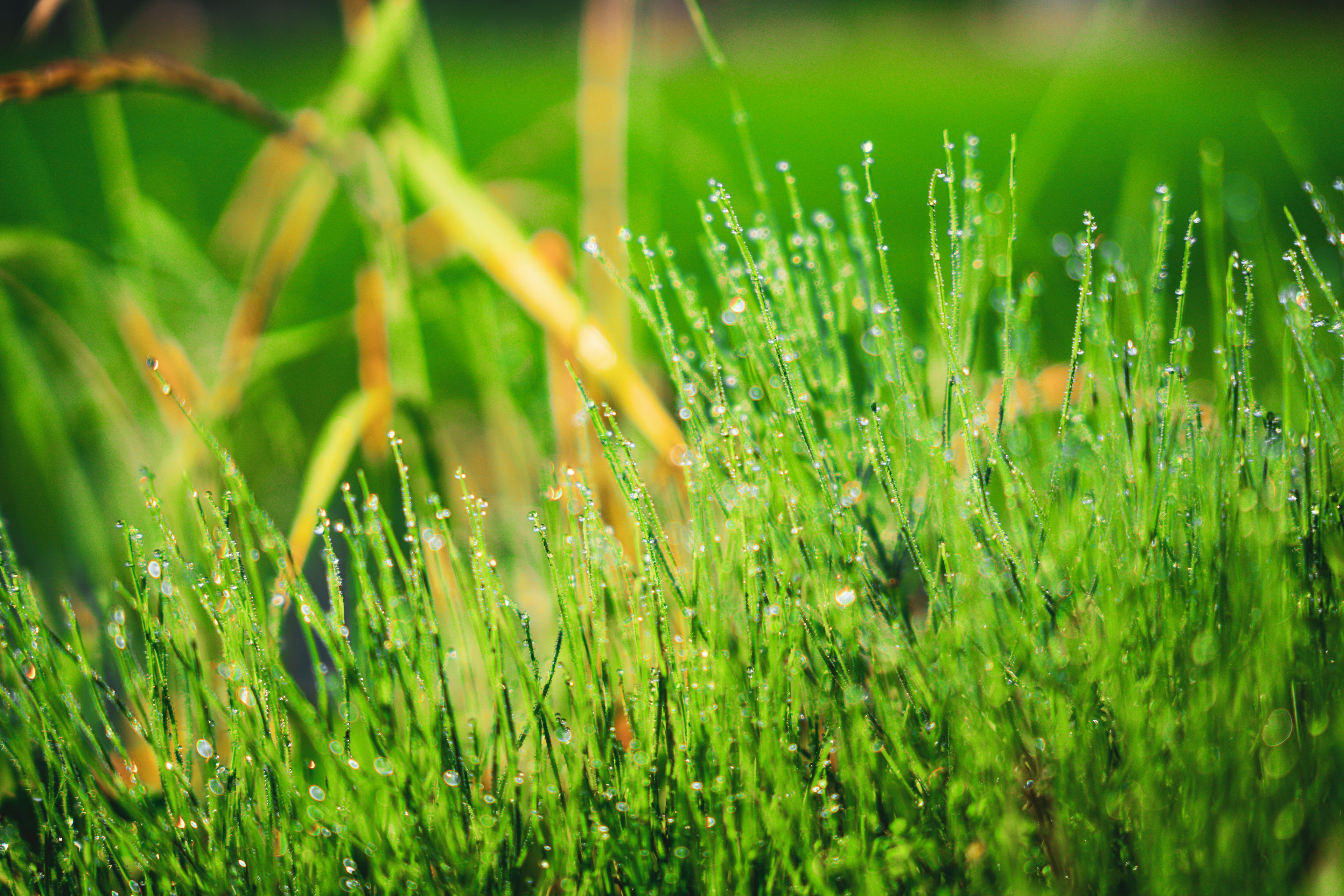 緑色の草の生えた風景に露が輝いている