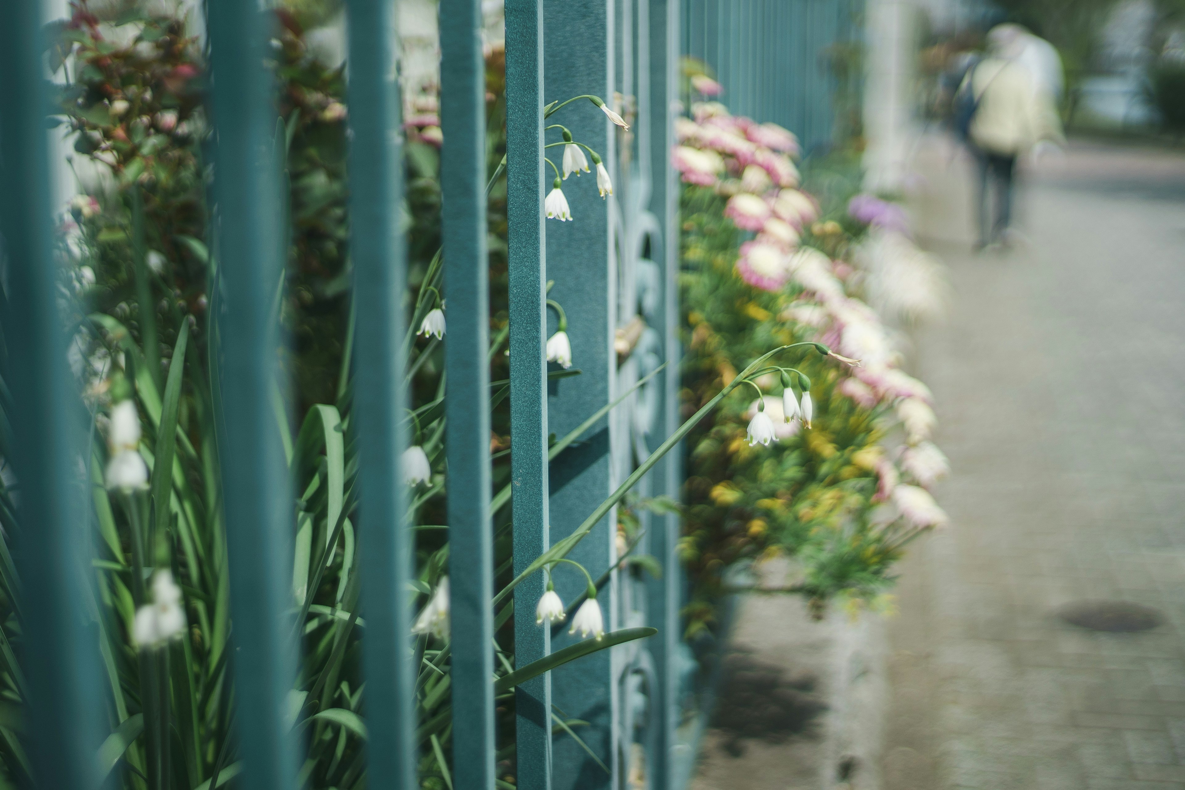 Una vista di strada con una recinzione verde e fiori bianchi