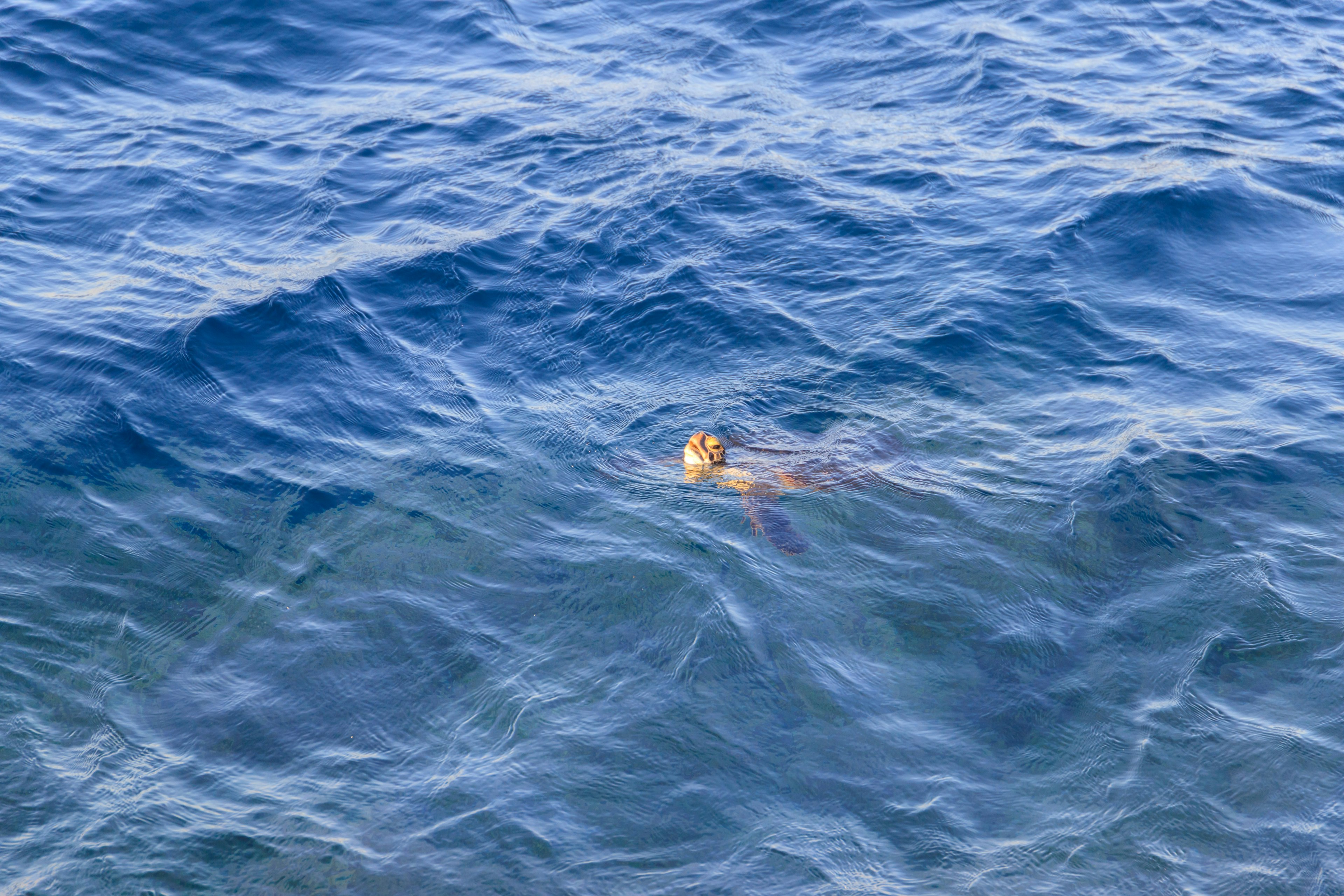 Ein kleines Tier schwimmt im blauen Ozeanwasser