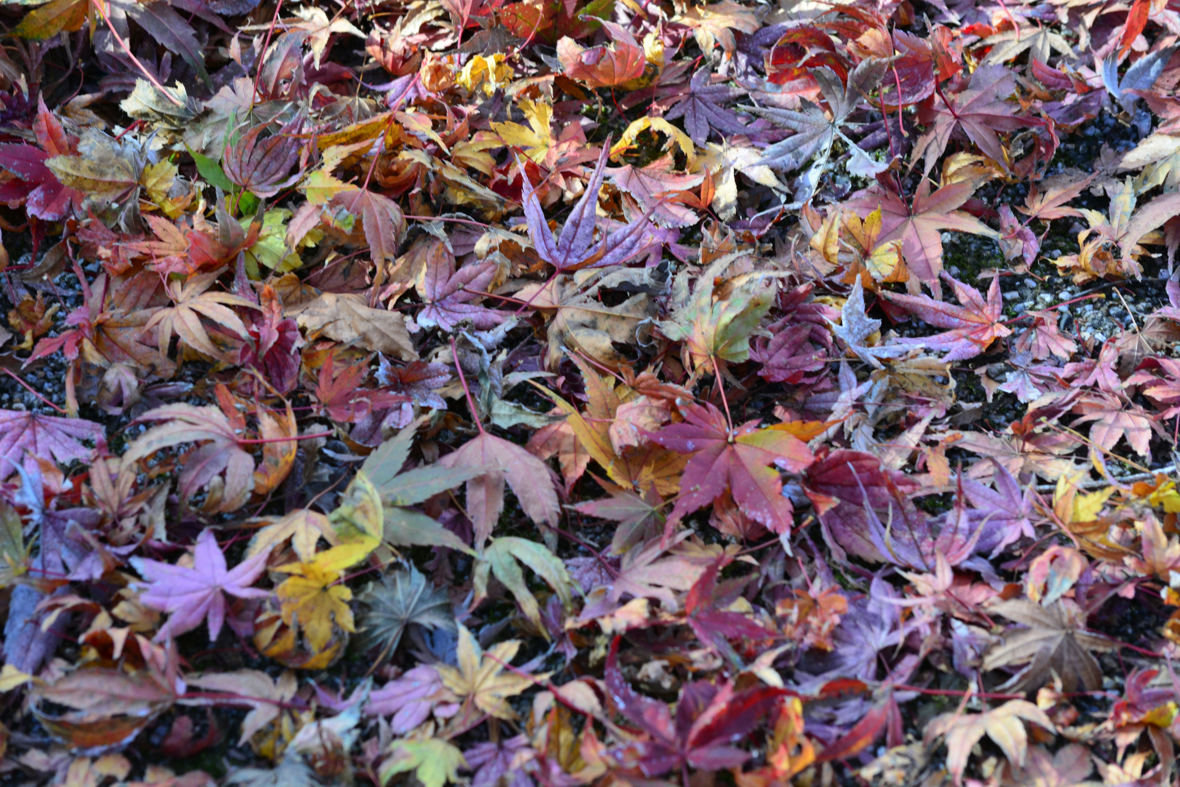 Foglie autunnali colorate sparse sul terreno