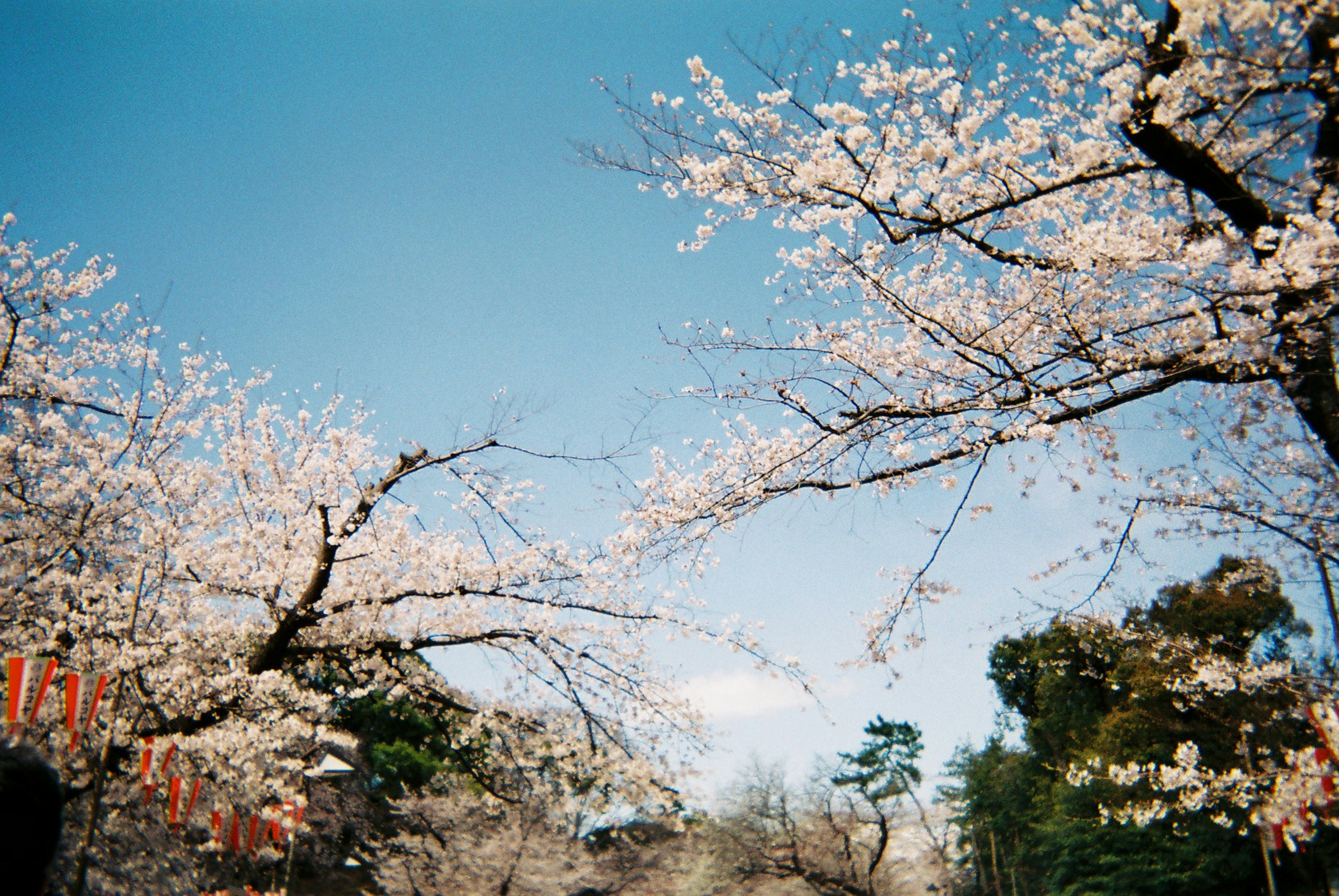 Pohon sakura mekar di bawah langit biru yang cerah