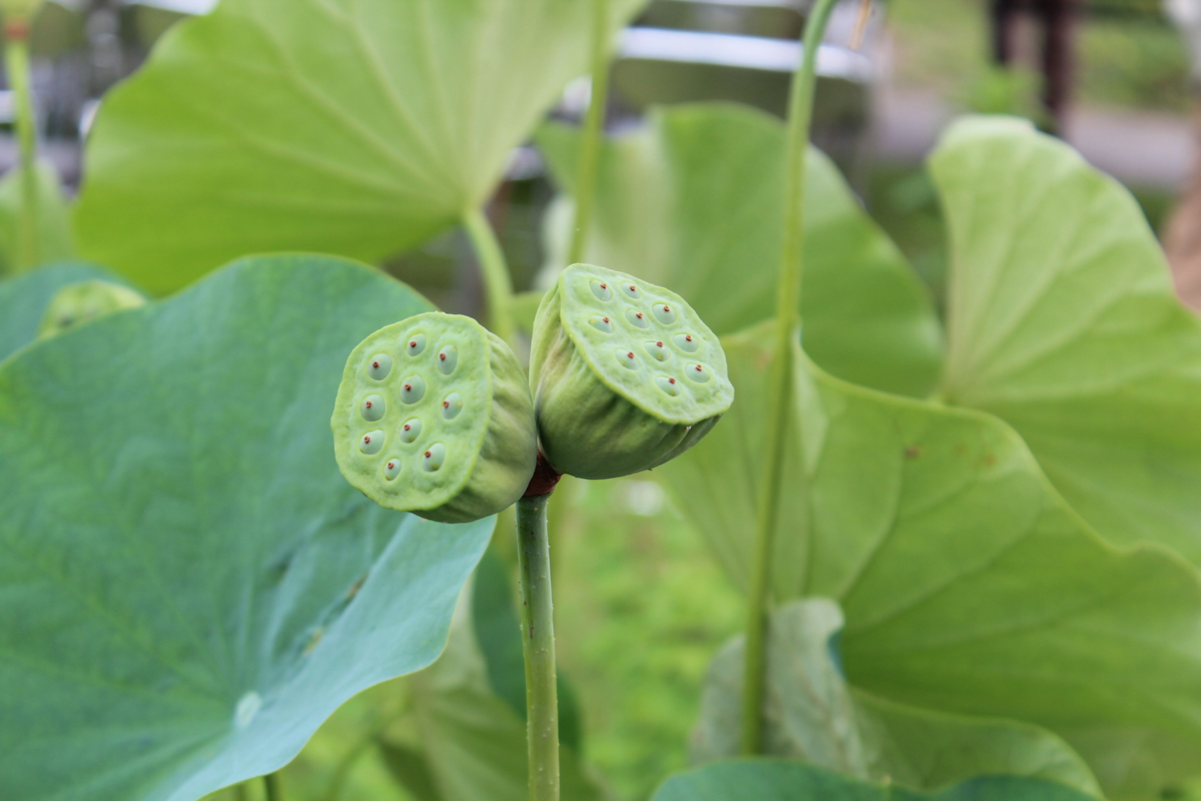 Lotus-Pflanze mit grünen Blättern und Samenkapseln