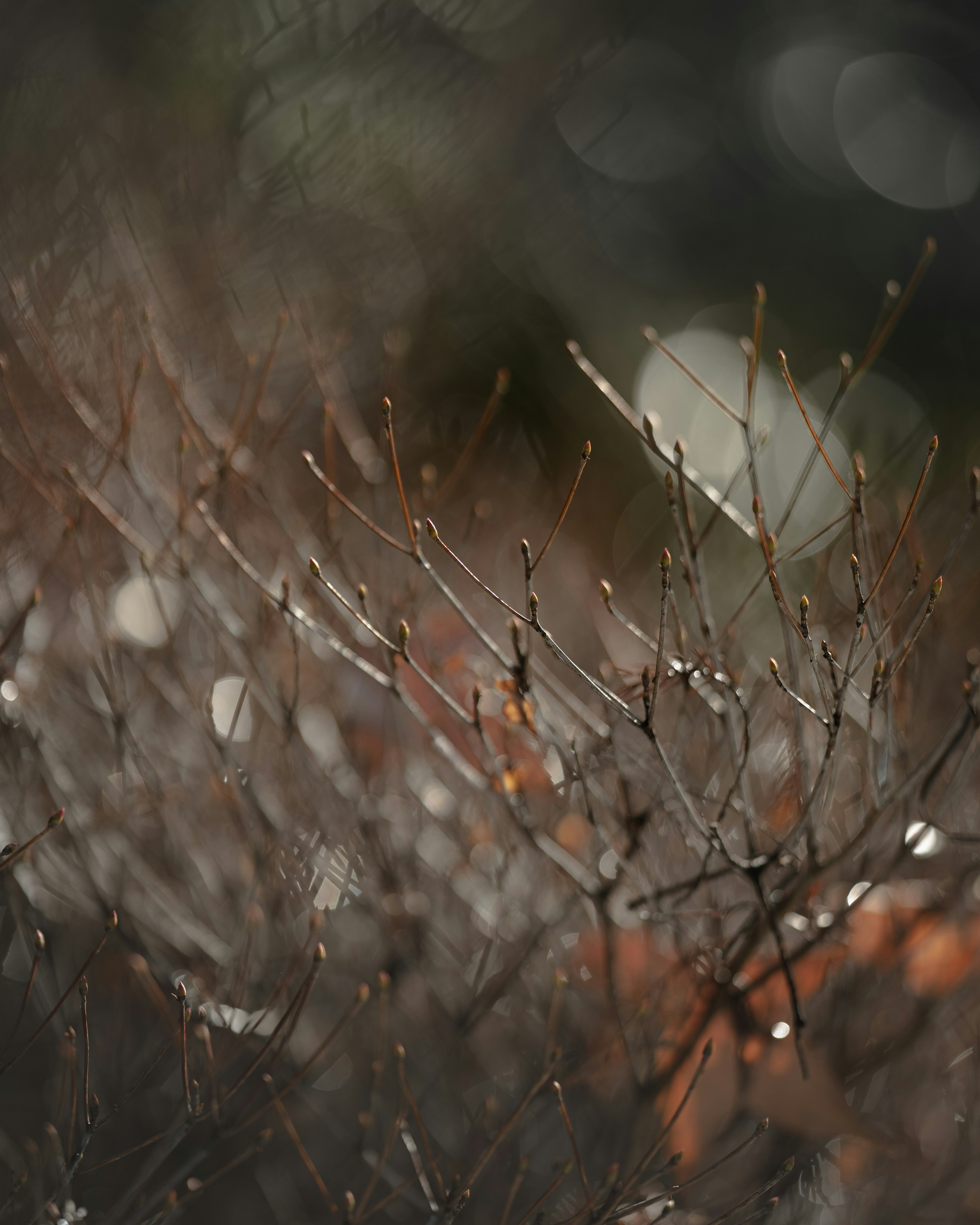 Close-up of blurred branches with droplets reflecting light