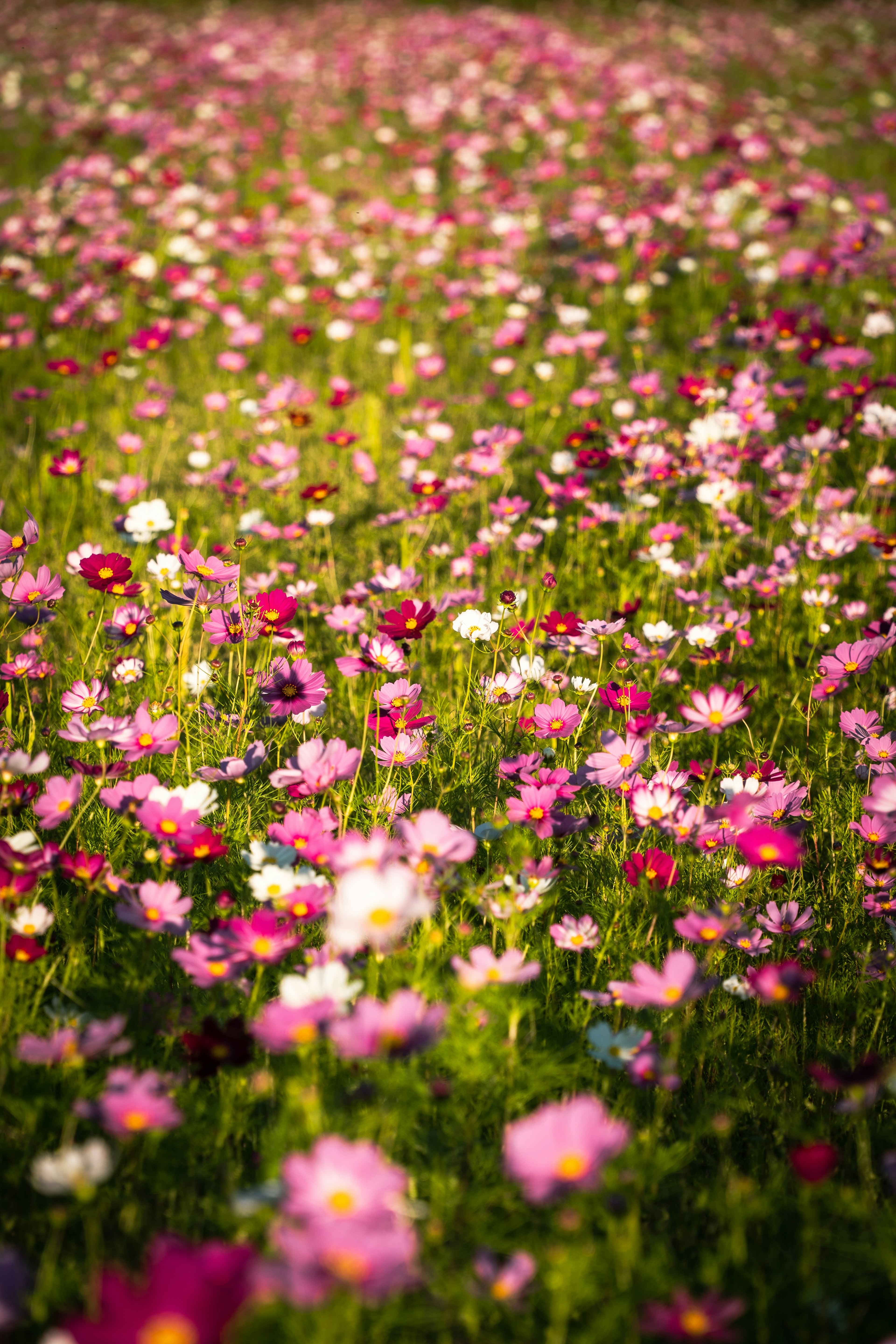 色とりどりの花が咲く緑の野原