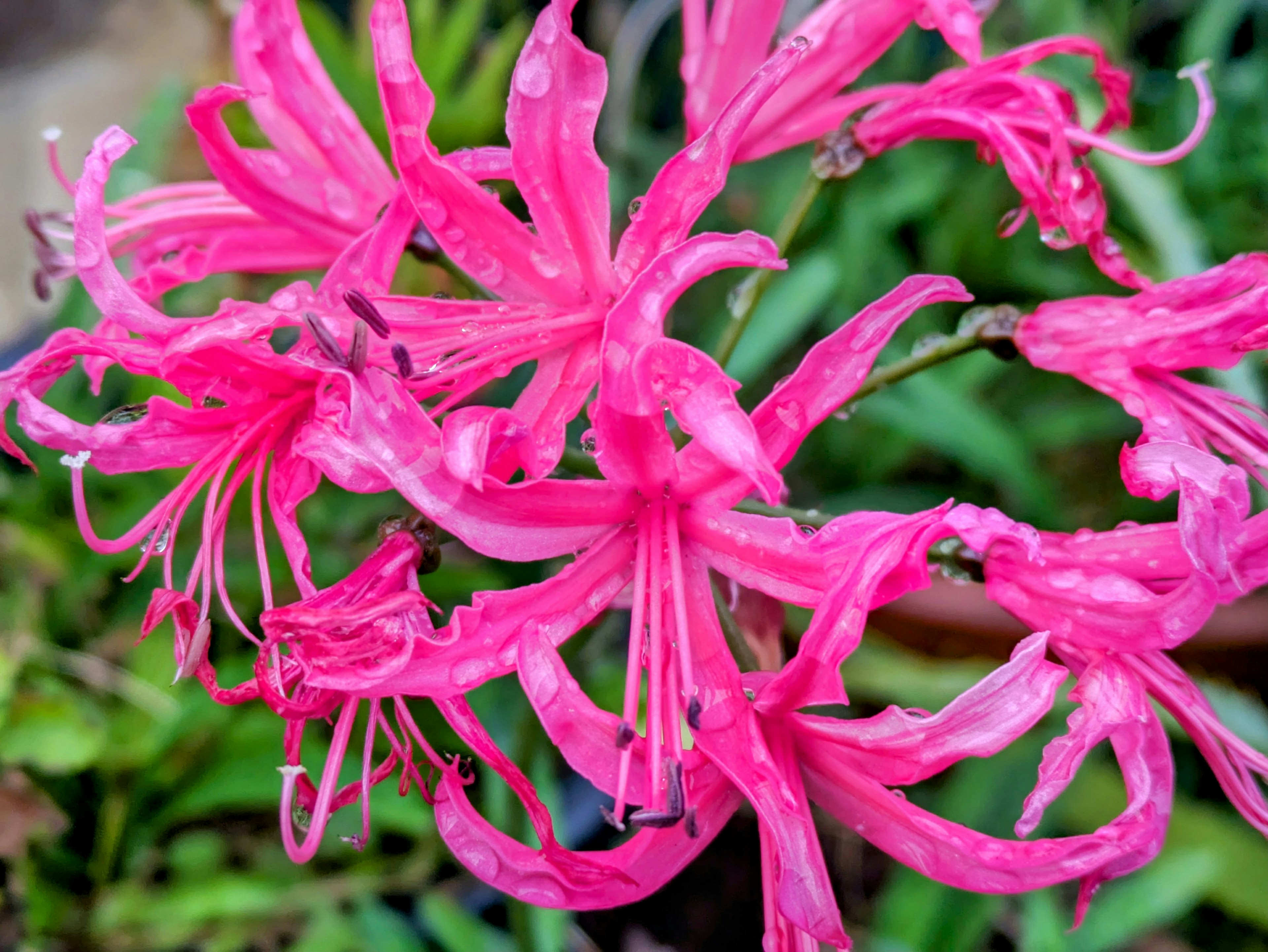 鲜艳的粉色花朵盛开，花瓣复杂