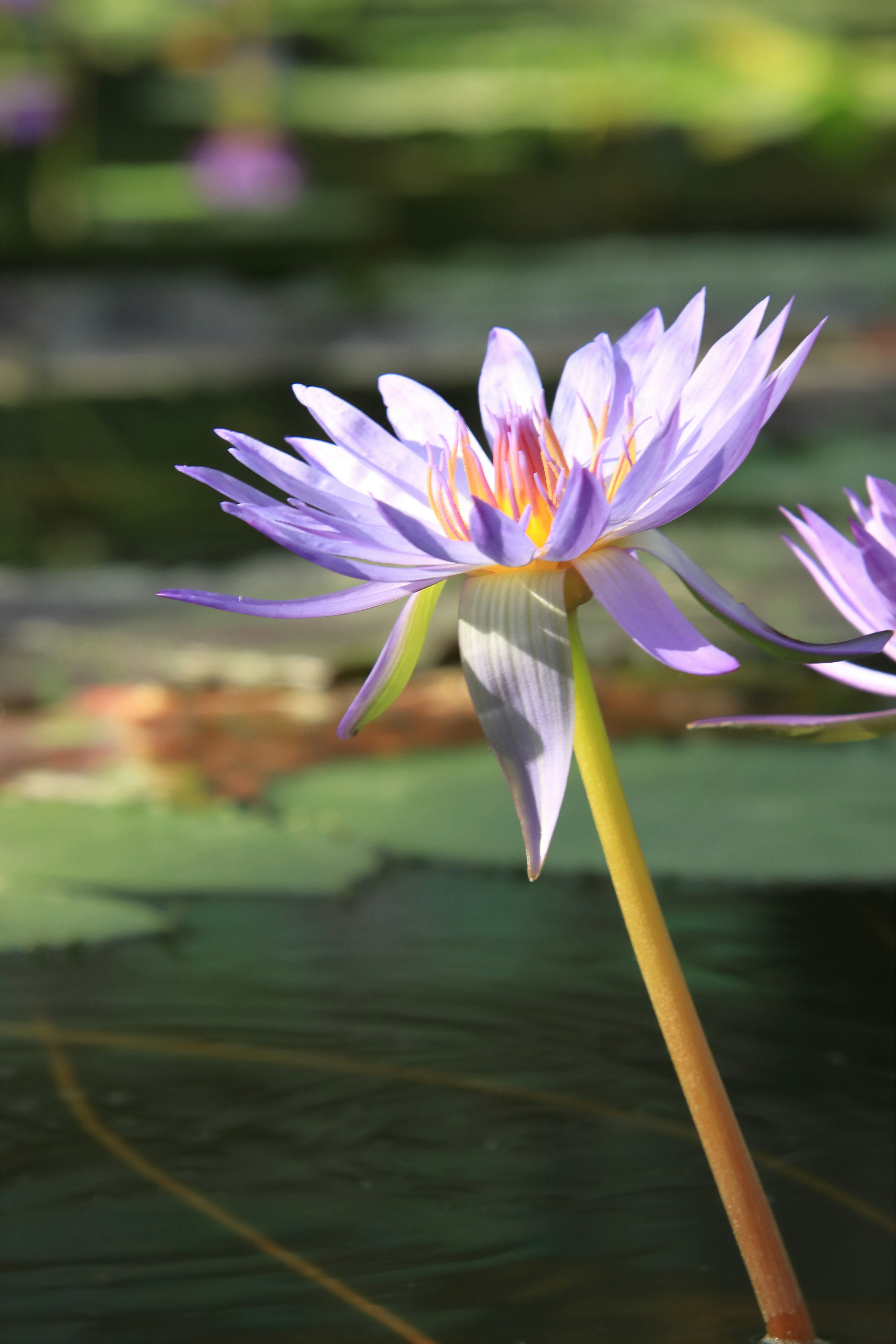 Bellissimo ninfea viola che galleggia sulla superficie dell'acqua