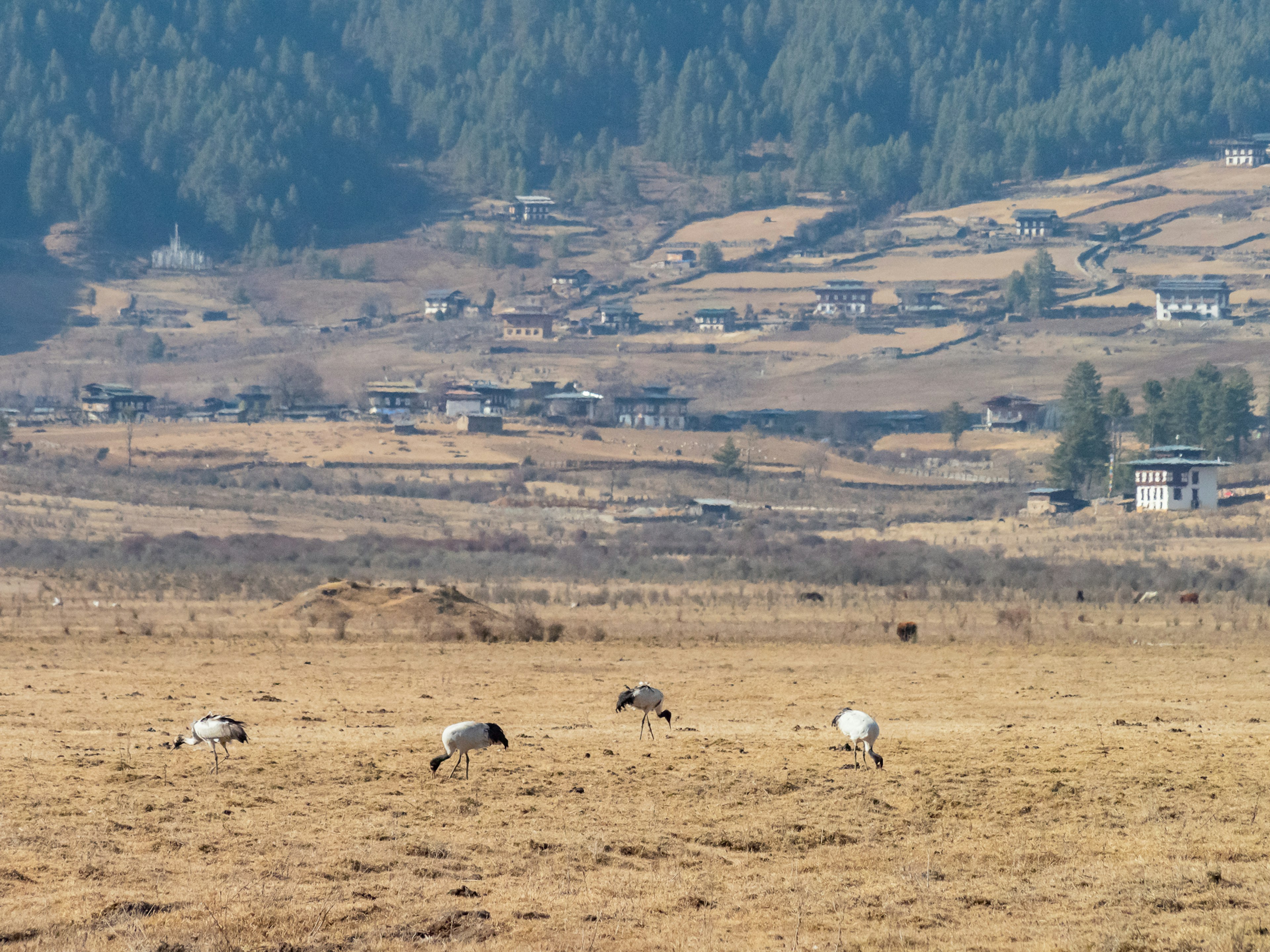 Animales pastando en un prado con aldeas al fondo