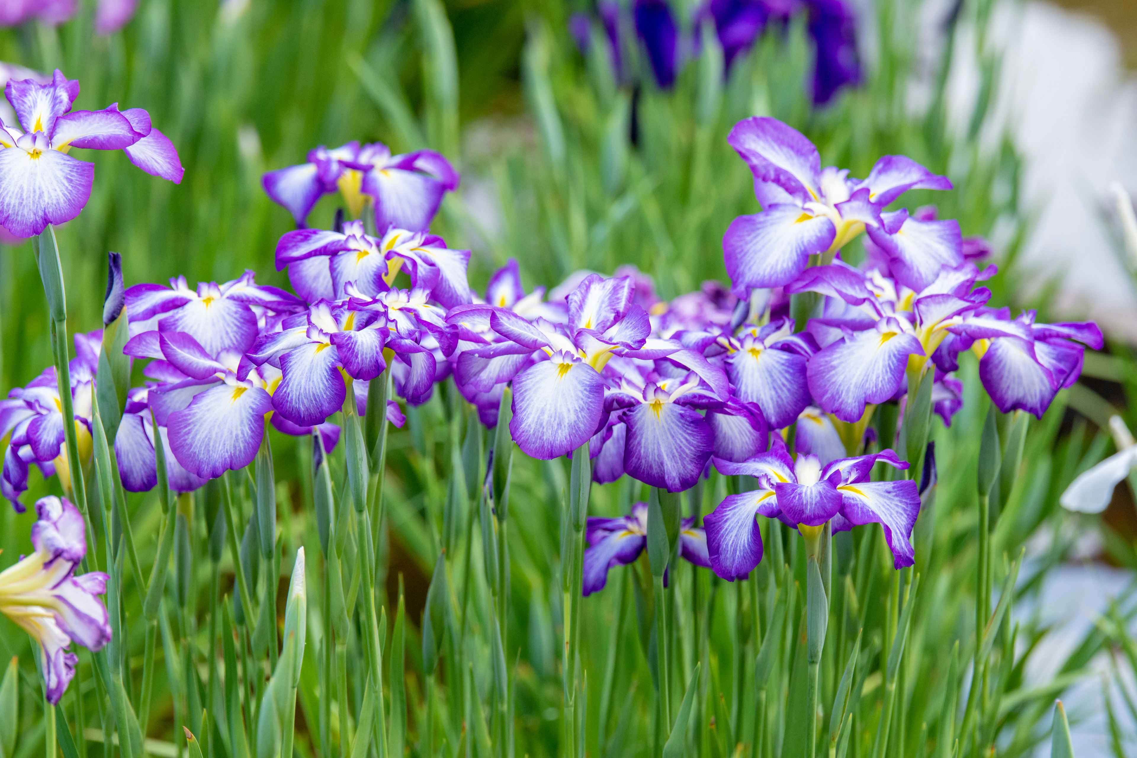 Raggruppamento di fiori di iris viola in un giardino