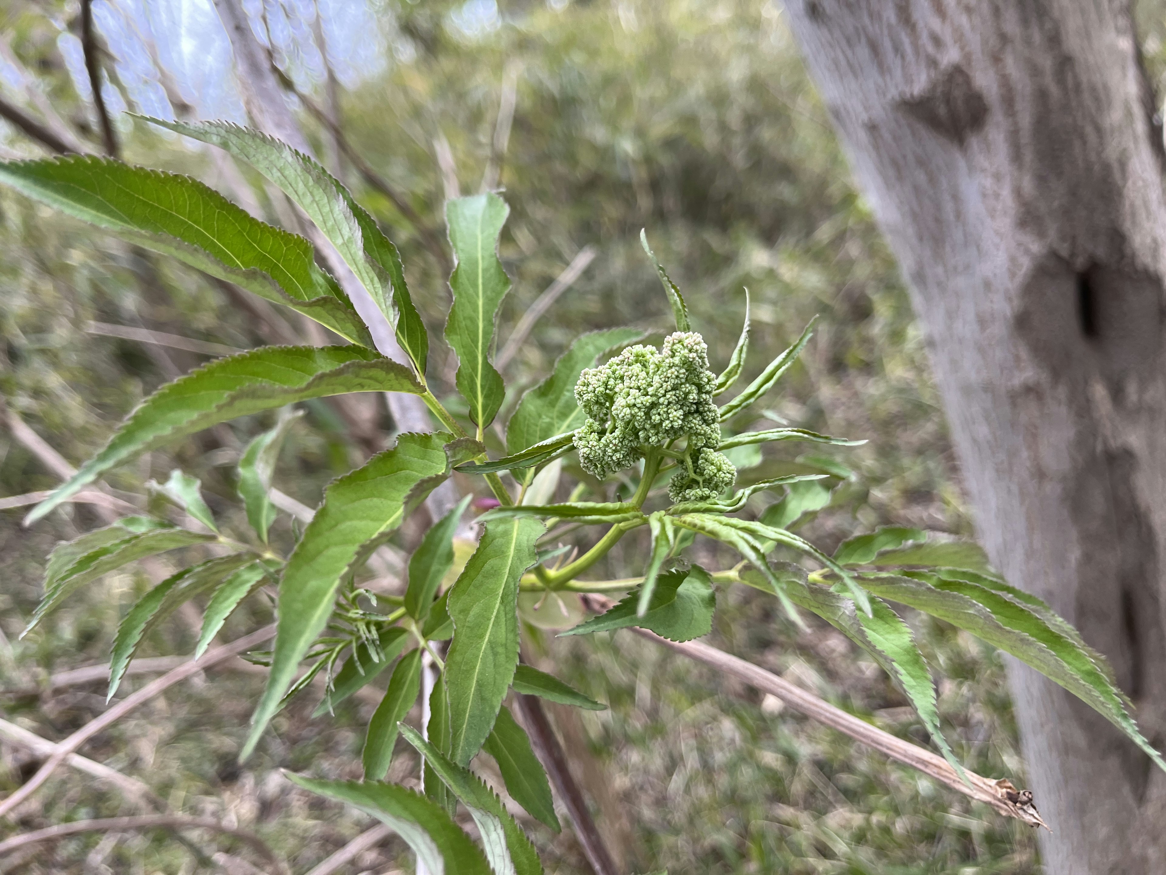 Nahaufnahme einer Pflanze mit grünen Blättern und Knospen