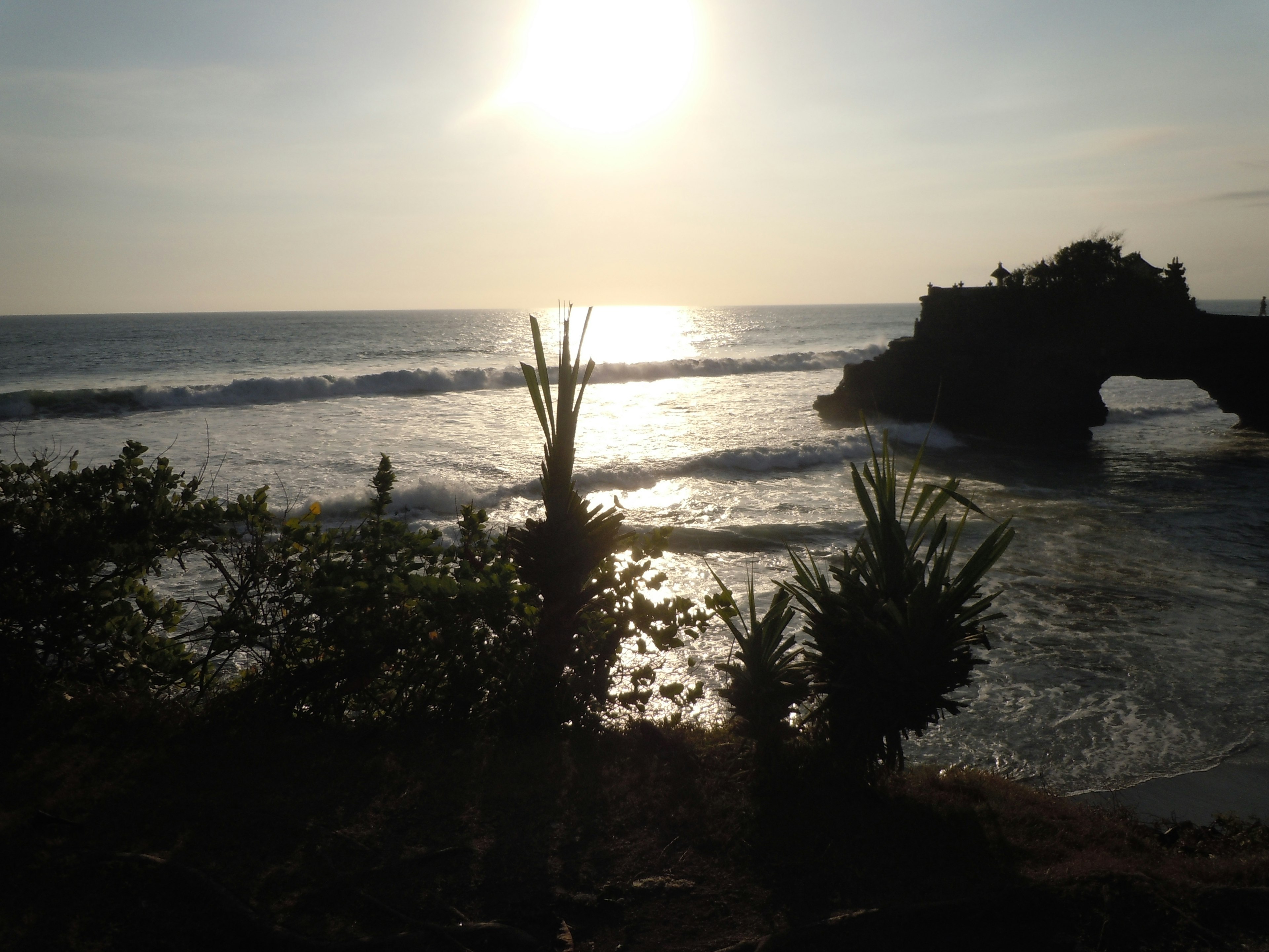 美丽的海岸场景 日落映照在水面上 植物和波浪可见