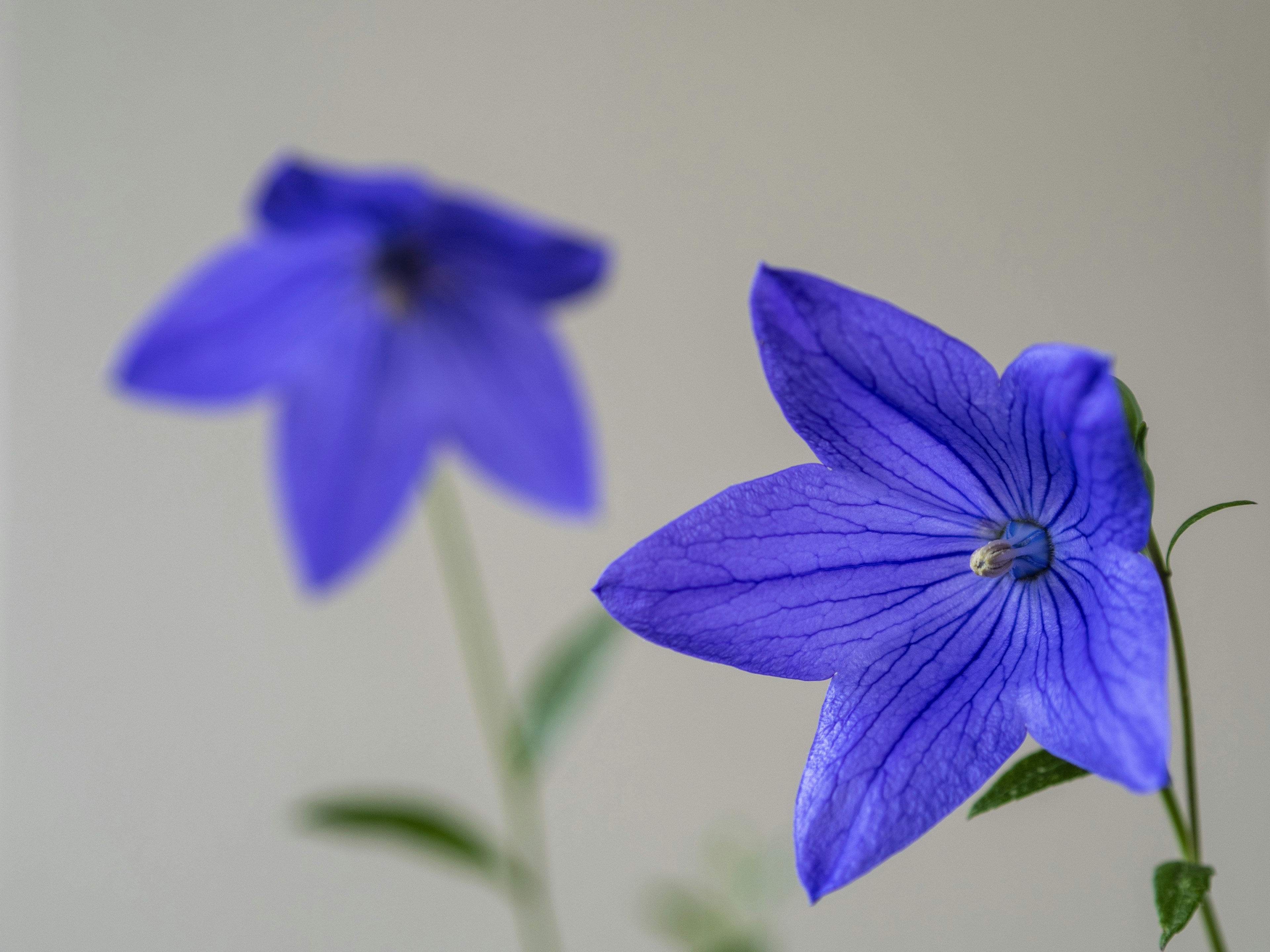 Gambar dua bunga biru ungu yang indah sedang mekar