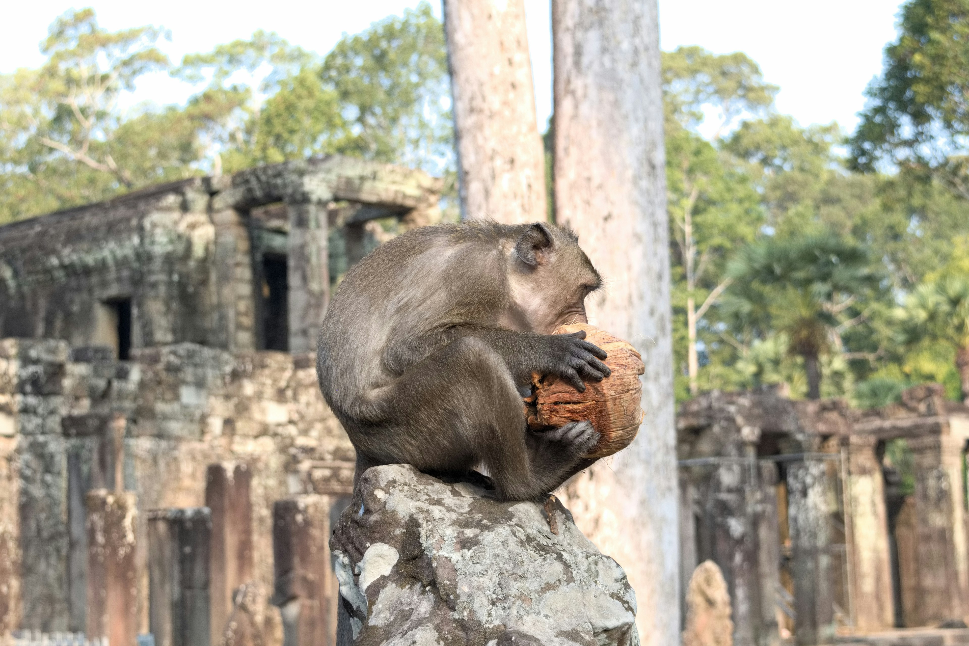 Monkey holding a coconut on a rock with ancient ruins in the background