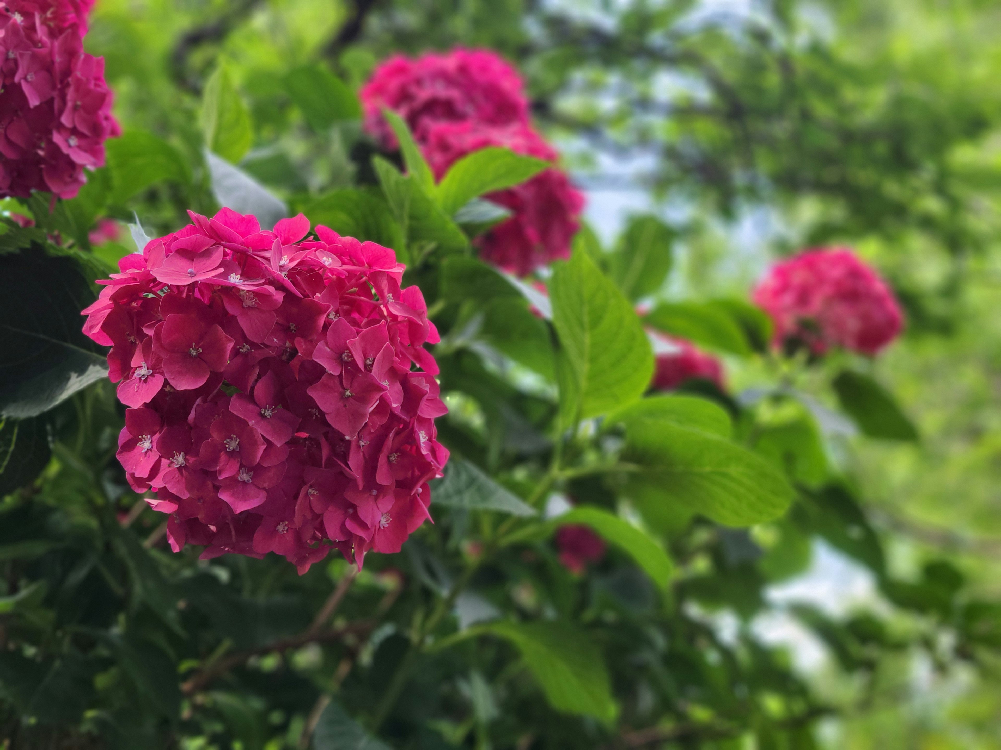 Close-up of vibrant pink flowers blooming on a leafy branch