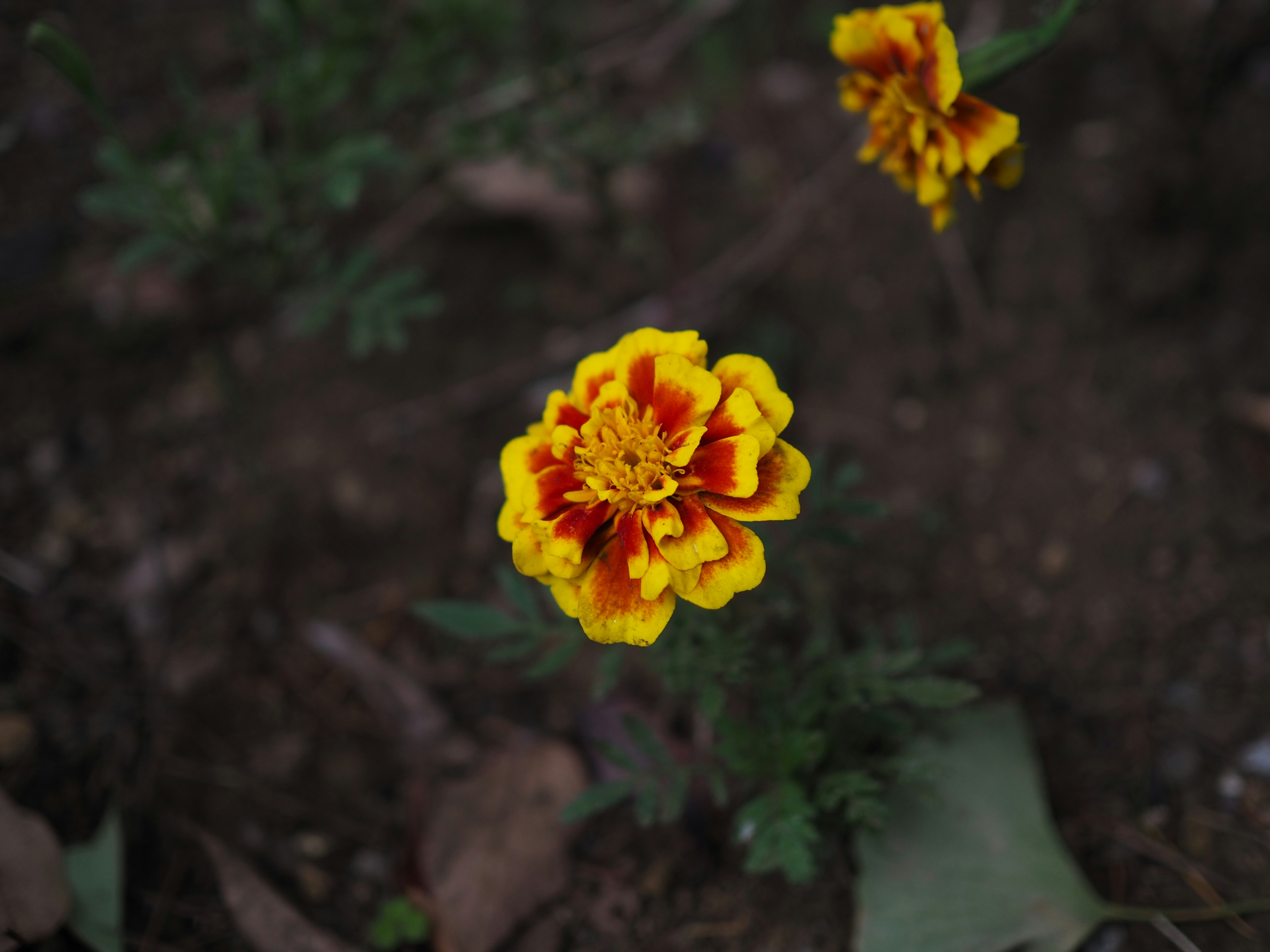 鮮やかな黄色と赤のマリーゴールドの花が咲いている