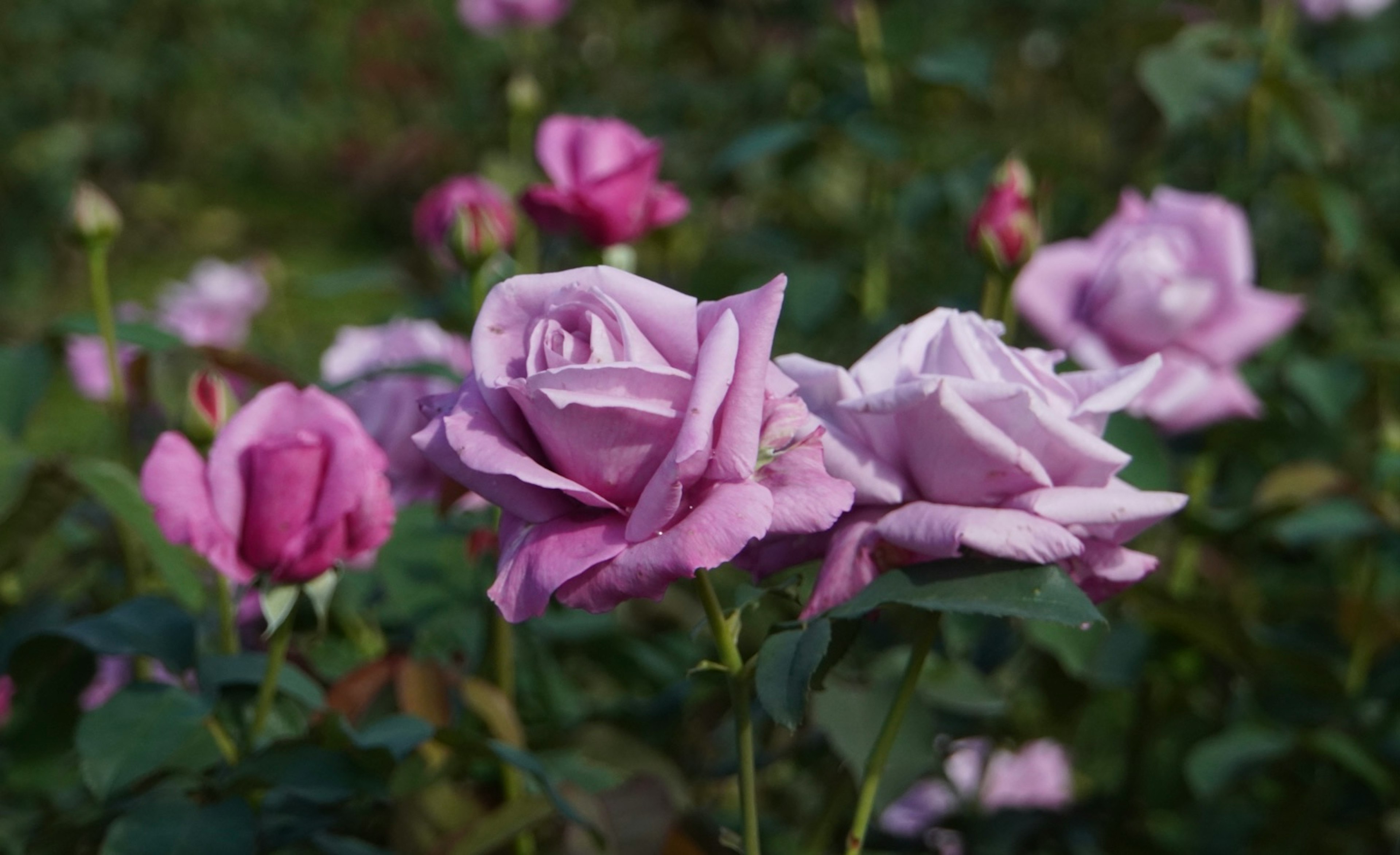 Belle rose viola che fioriscono in un giardino