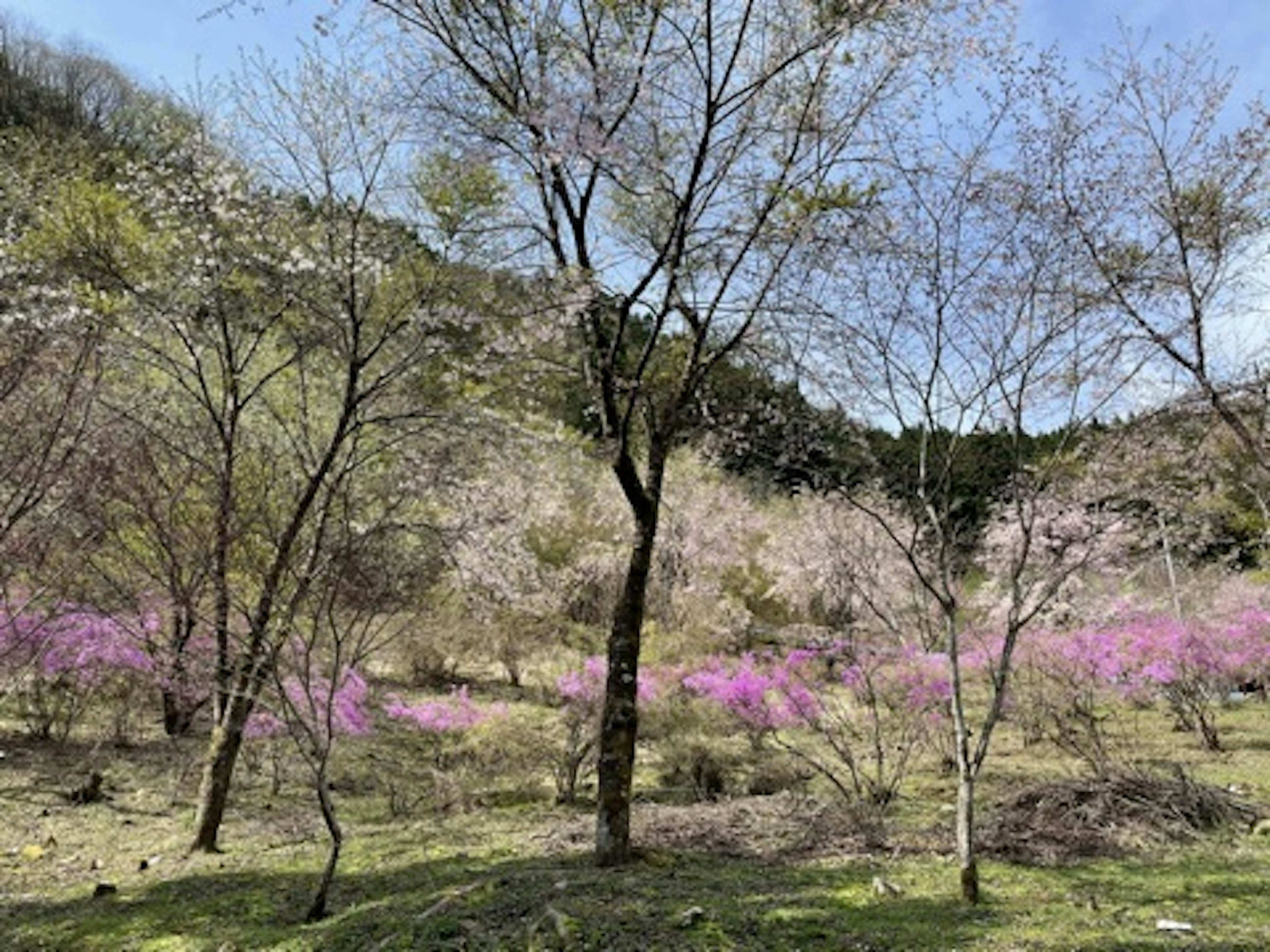 Spring landscape featuring blooming cherry trees with vibrant pink flowers