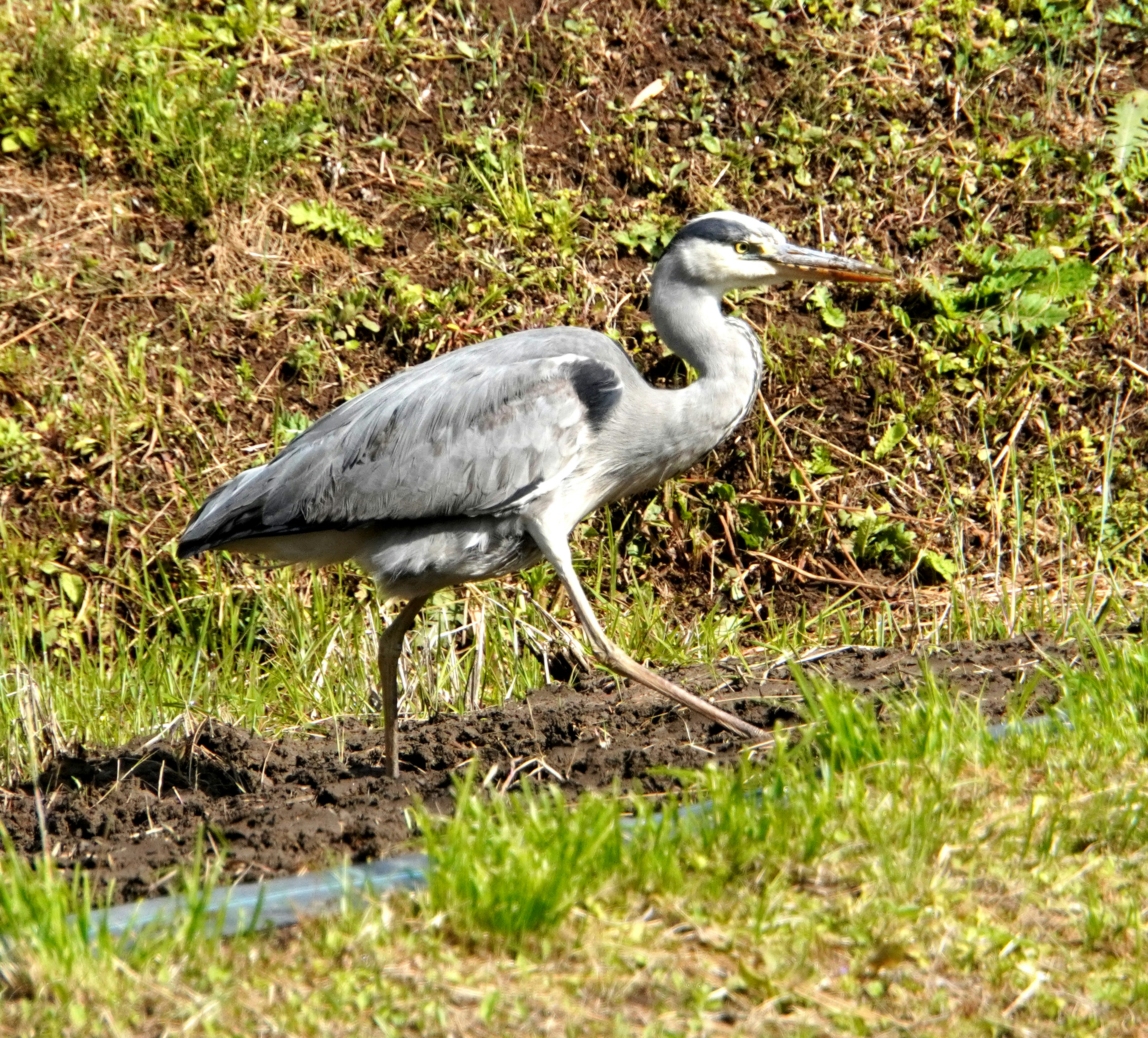 A gray heron walking on the ground