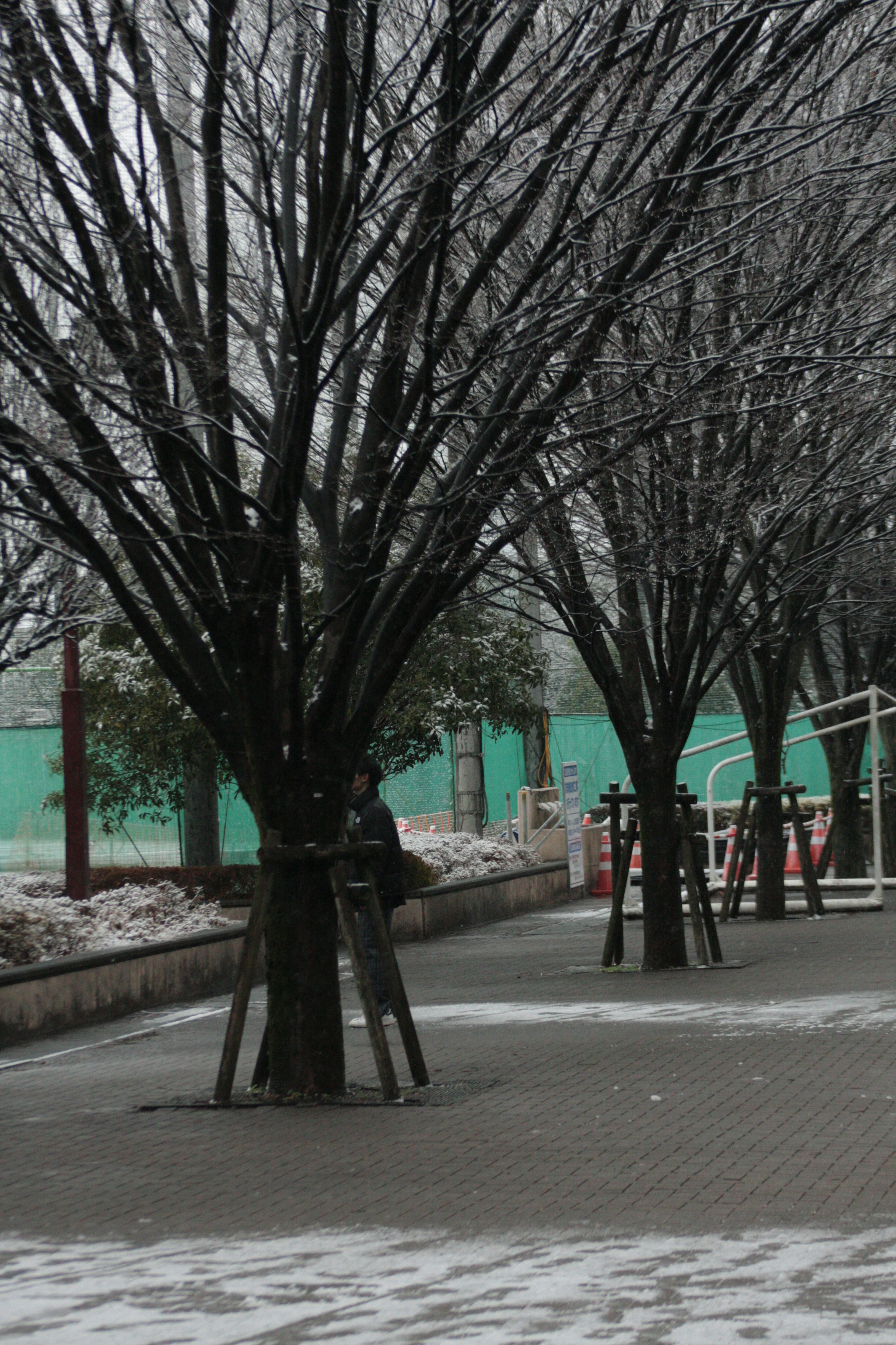 冬季公園場景，雪覆蓋的樹木和鋪砌的小路