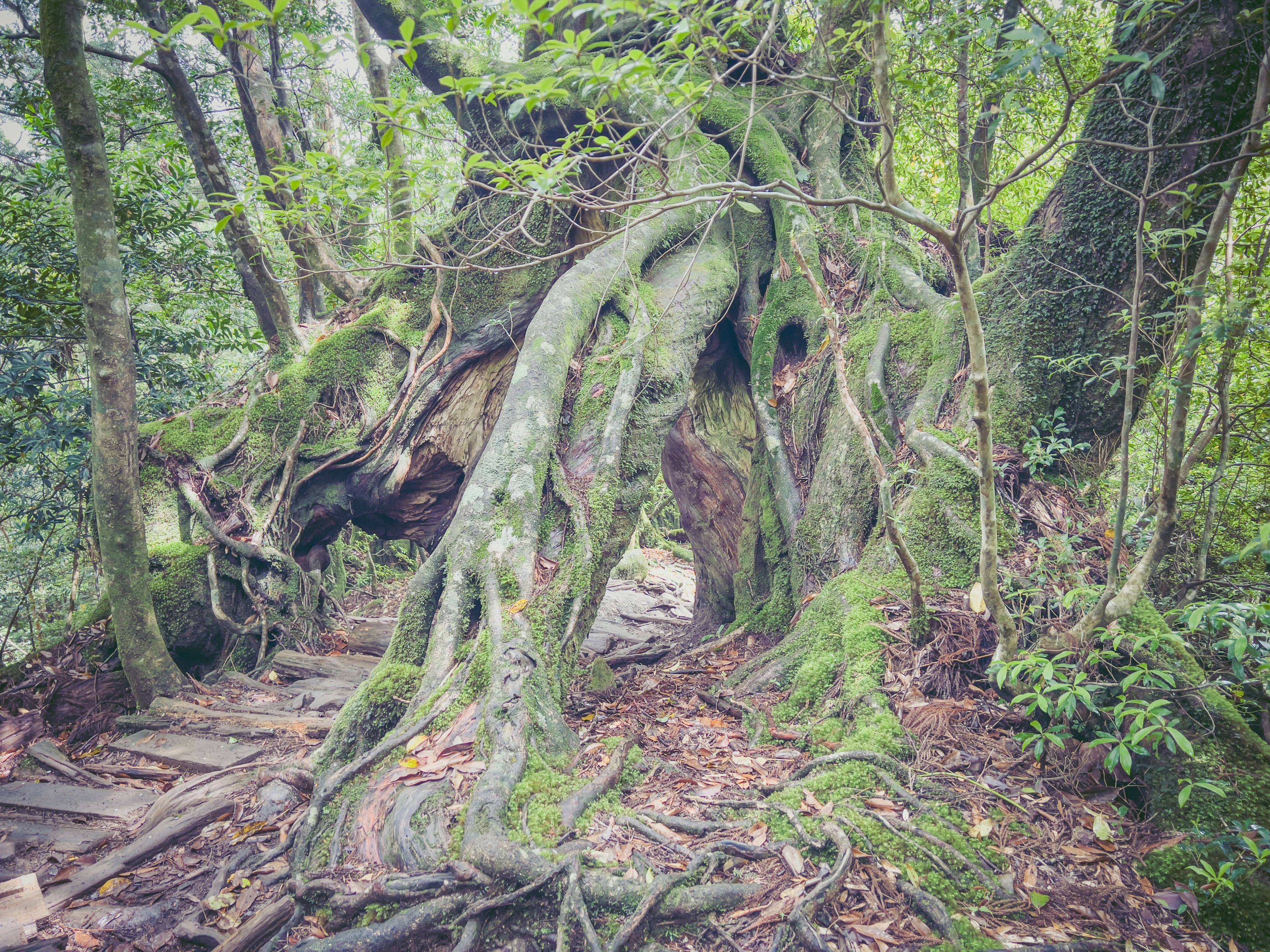 Old tree with intertwined roots in a lush green forest